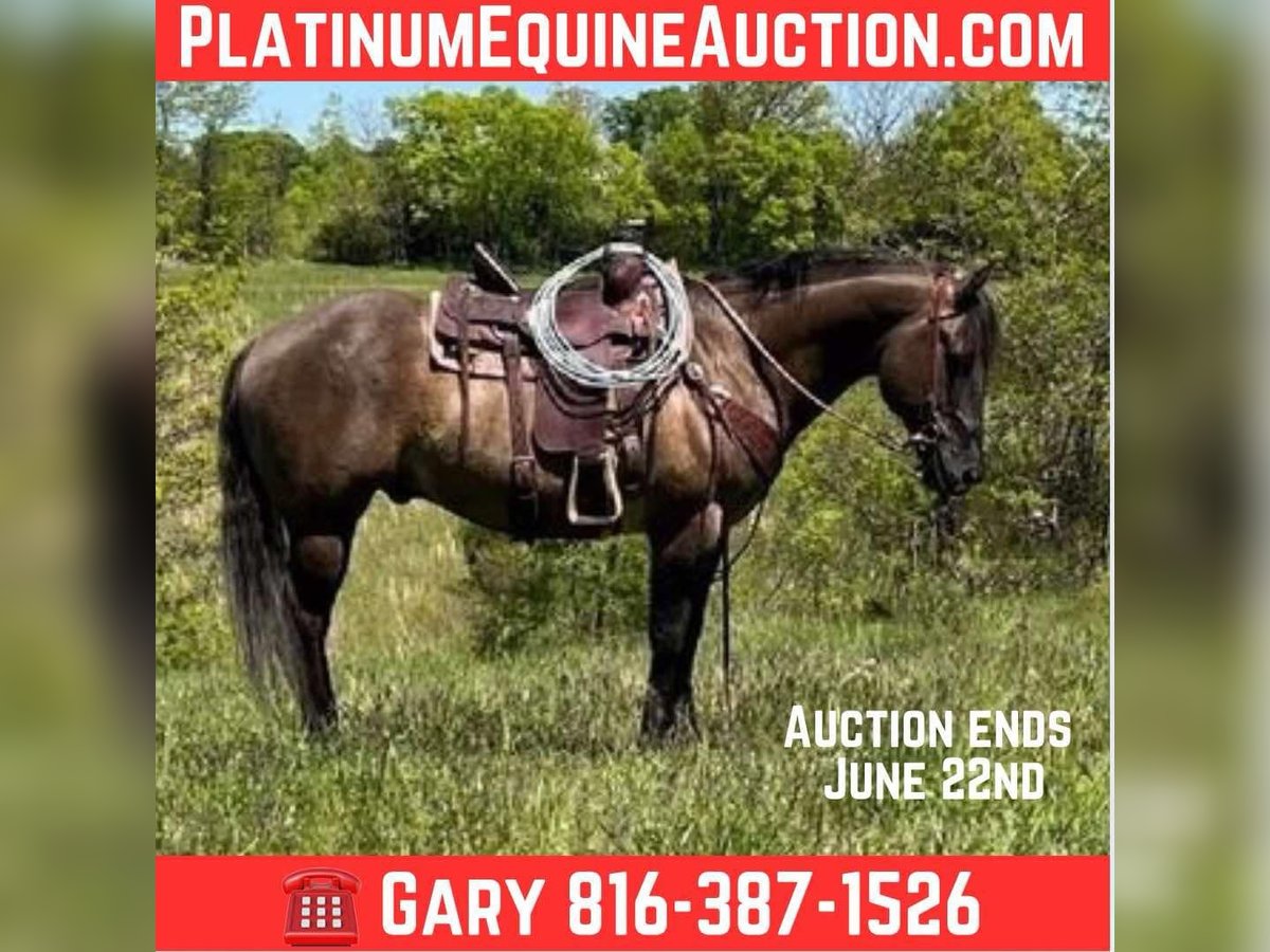 American Quarter Horse Wallach 13 Jahre 152 cm Grullo in Union Star, MO