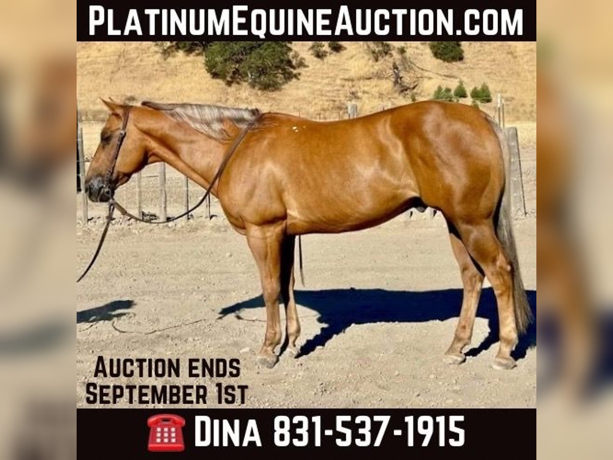 American Quarter Horse Wallach 13 Jahre 152 cm Palomino in Paicines CA