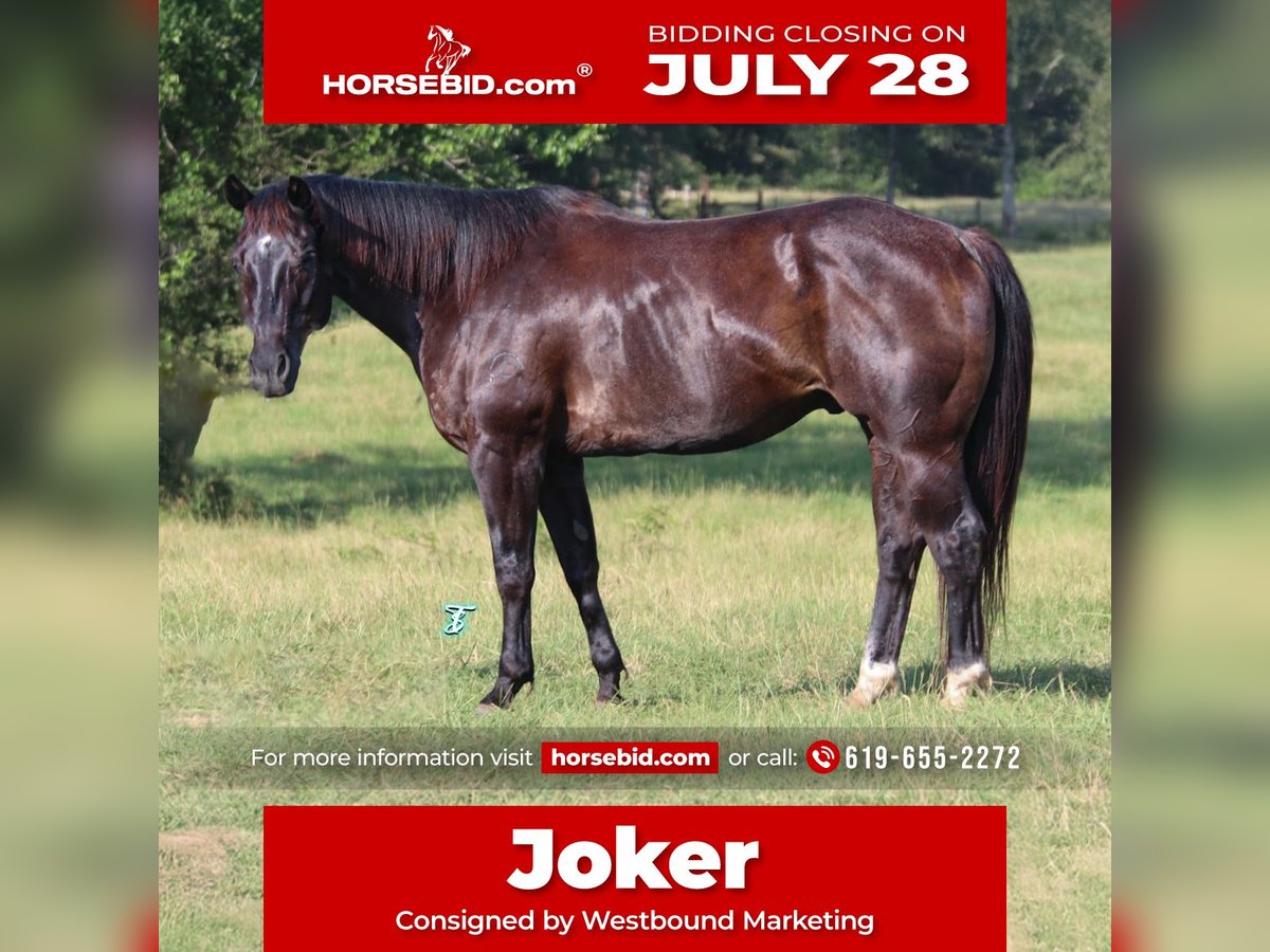 American Quarter Horse Wallach 13 Jahre 152 cm Rappe in Carthage