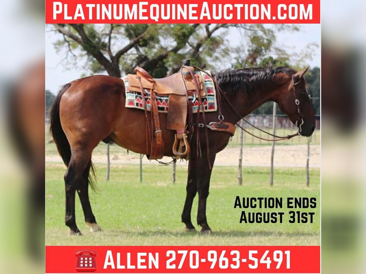 American Quarter Horse Wallach 13 Jahre 152 cm Rotbrauner in Lipan TX