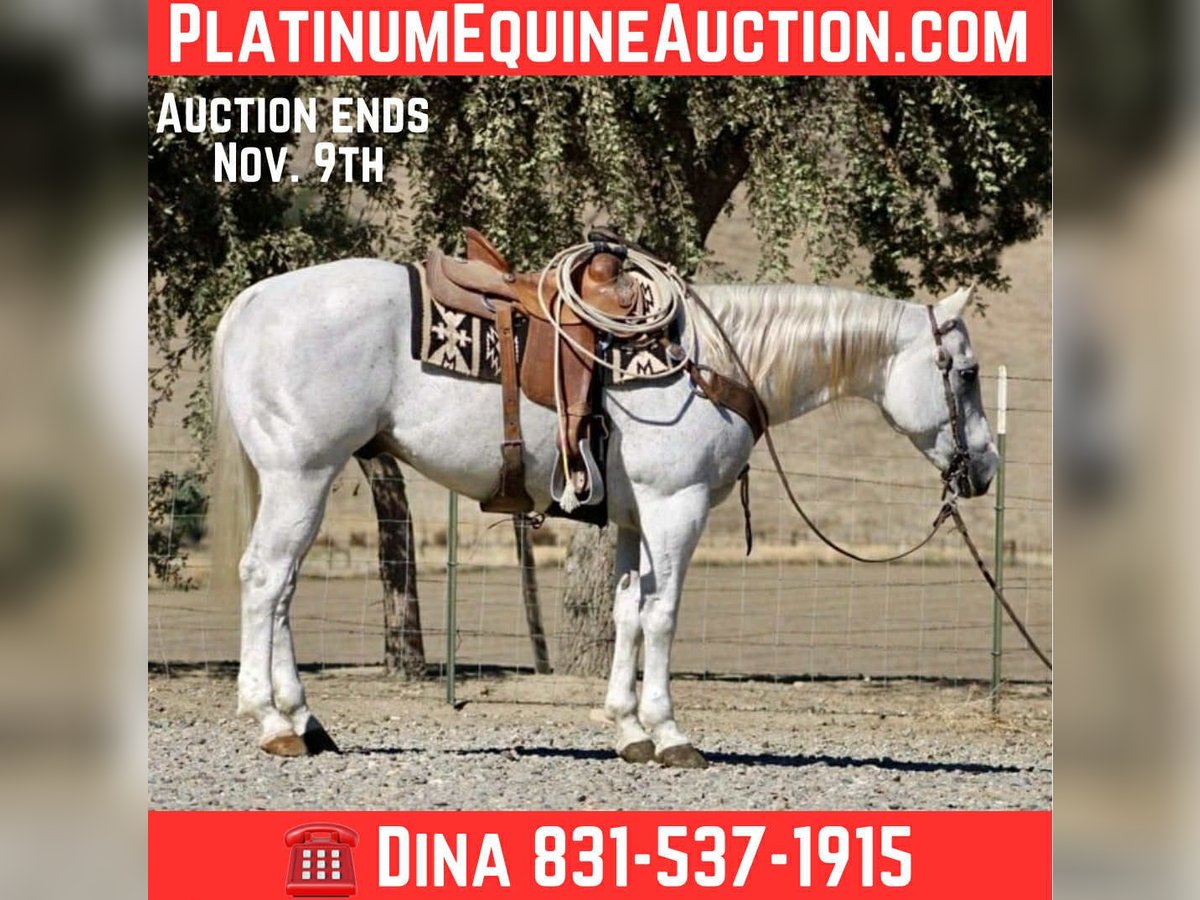 American Quarter Horse Wallach 13 Jahre 152 cm Schimmel in Paicines CA American Quarter Horse Wallach 13 Jahre 152 cm Schimmel in Paicines CA