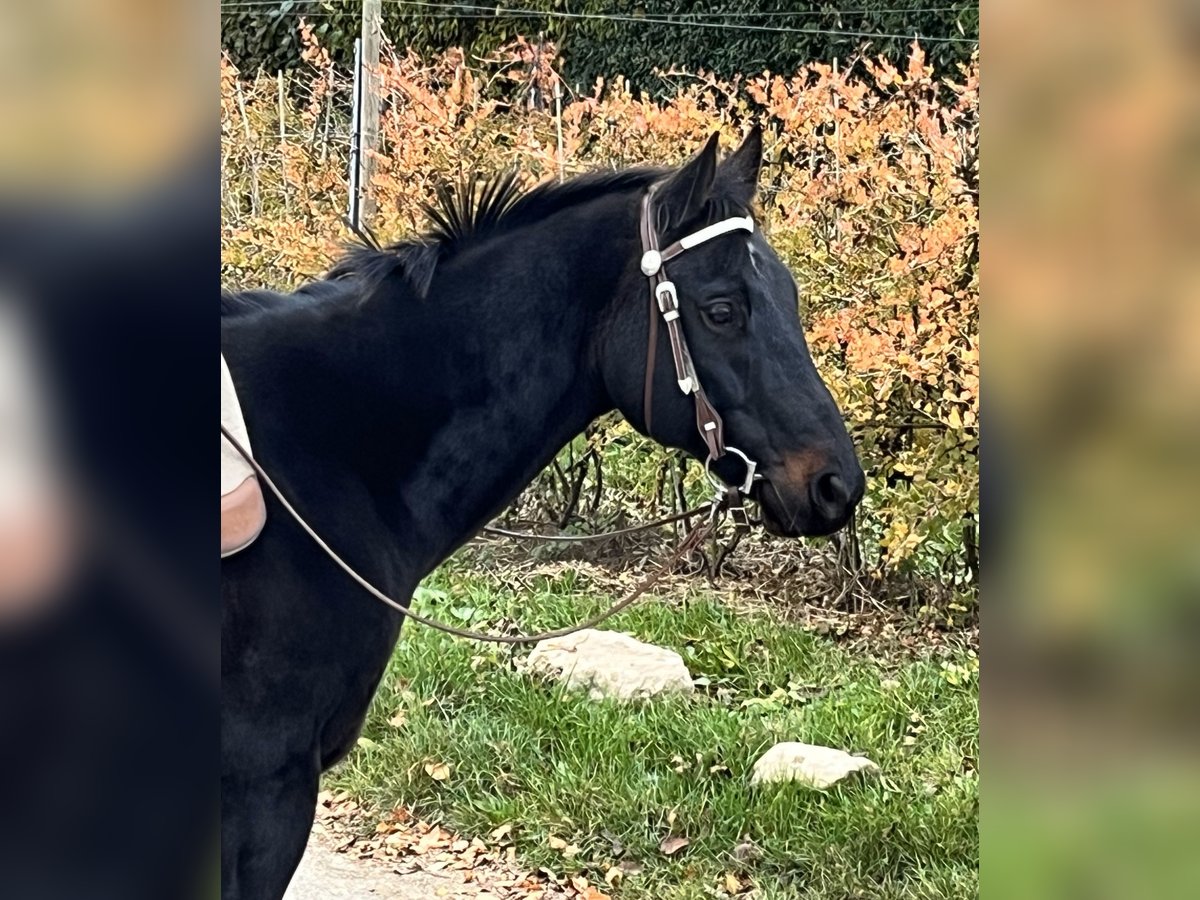 American Quarter Horse Wallach 13 Jahre 154 cm Dunkelbrauner in Korntal-M&#xFC;nchingen