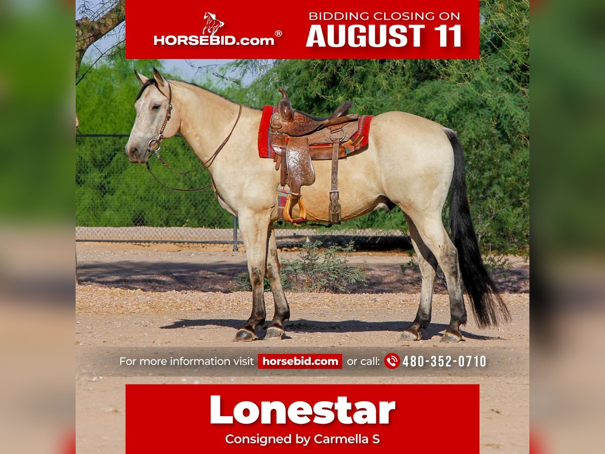 American Quarter Horse Wallach 13 Jahre 155 cm Buckskin in Mesa, AZ