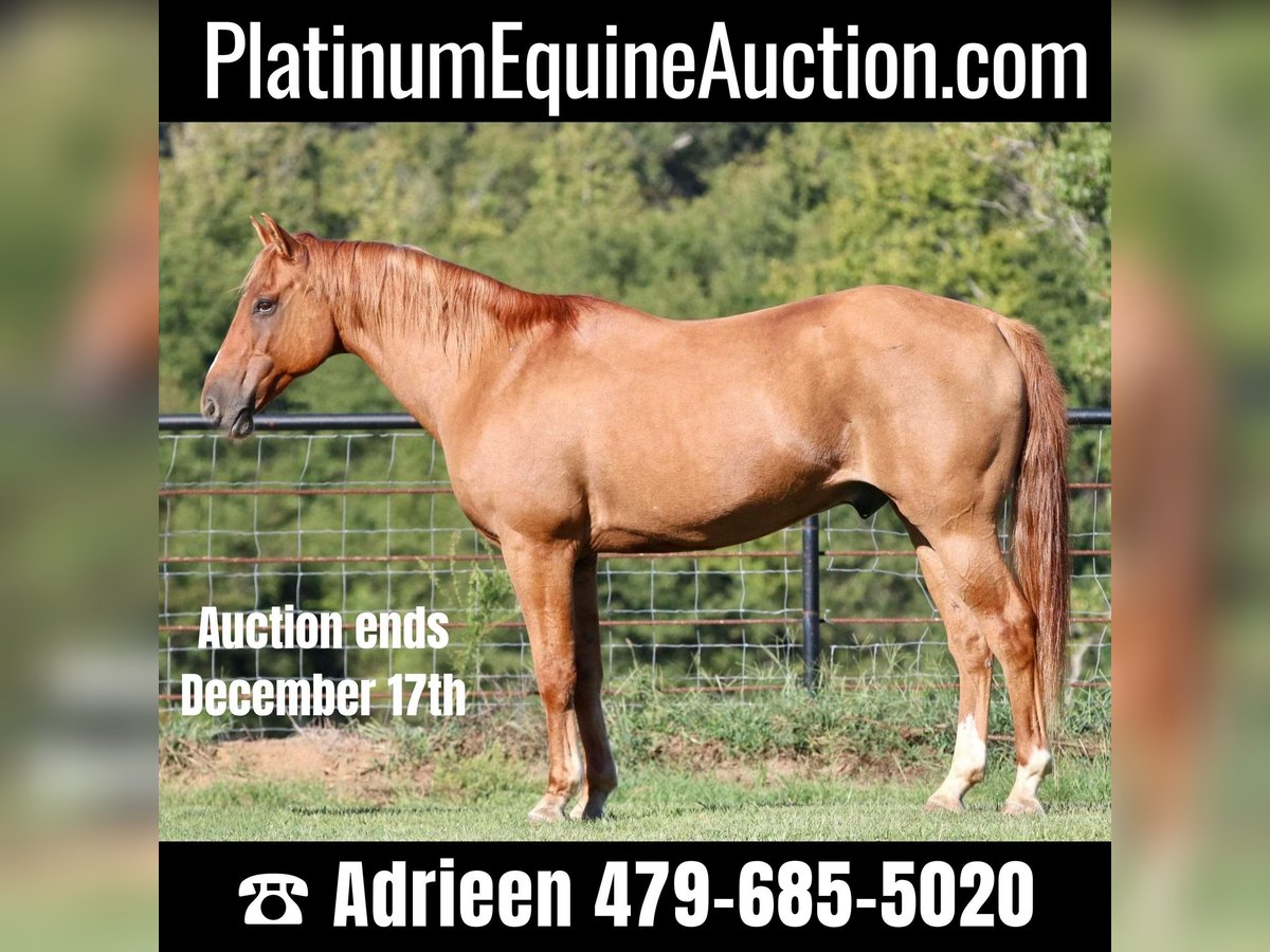 American Quarter Horse Wallach 13 Jahre 157 cm Falbe in Canton TX