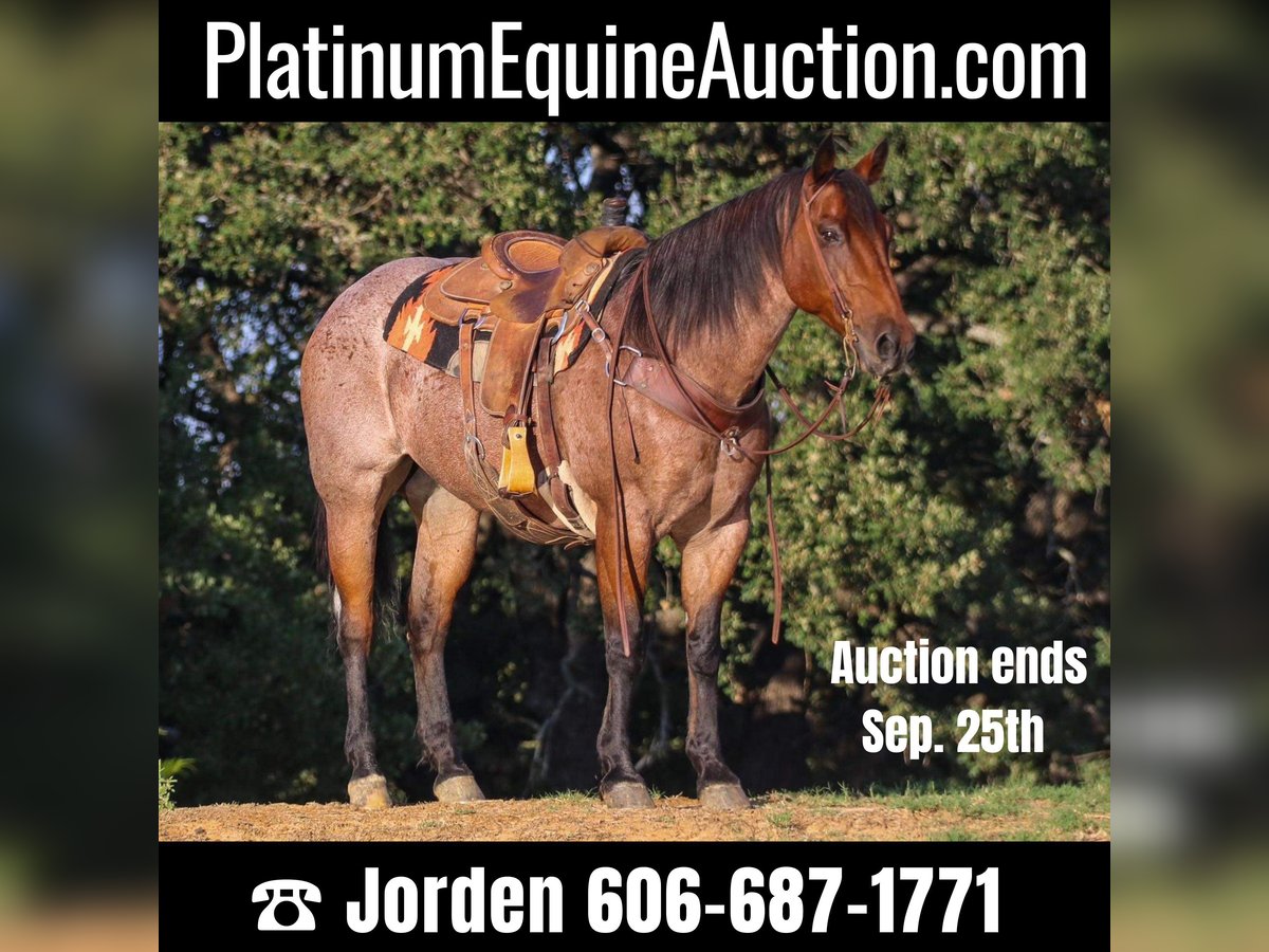 American Quarter Horse Wallach 13 Jahre 157 cm Roan-Bay in Cleburne TX