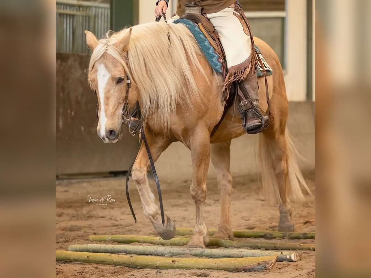 American Quarter Horse Wallach 13 Jahre 158 cm Palomino in Wallenhorst