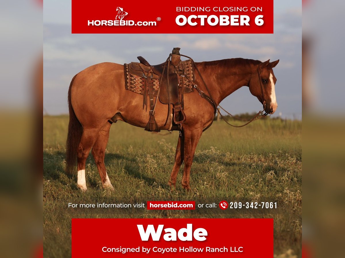 American Quarter Horse Wallach 13 Jahre 160 cm Falbe in Mount Vernon, TX