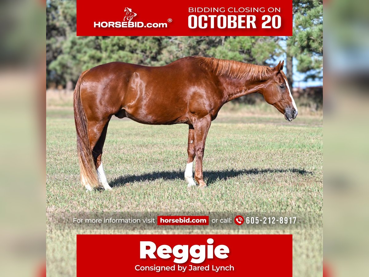 American Quarter Horse Wallach 13 Jahre 160 cm Rotfuchs in Canistota