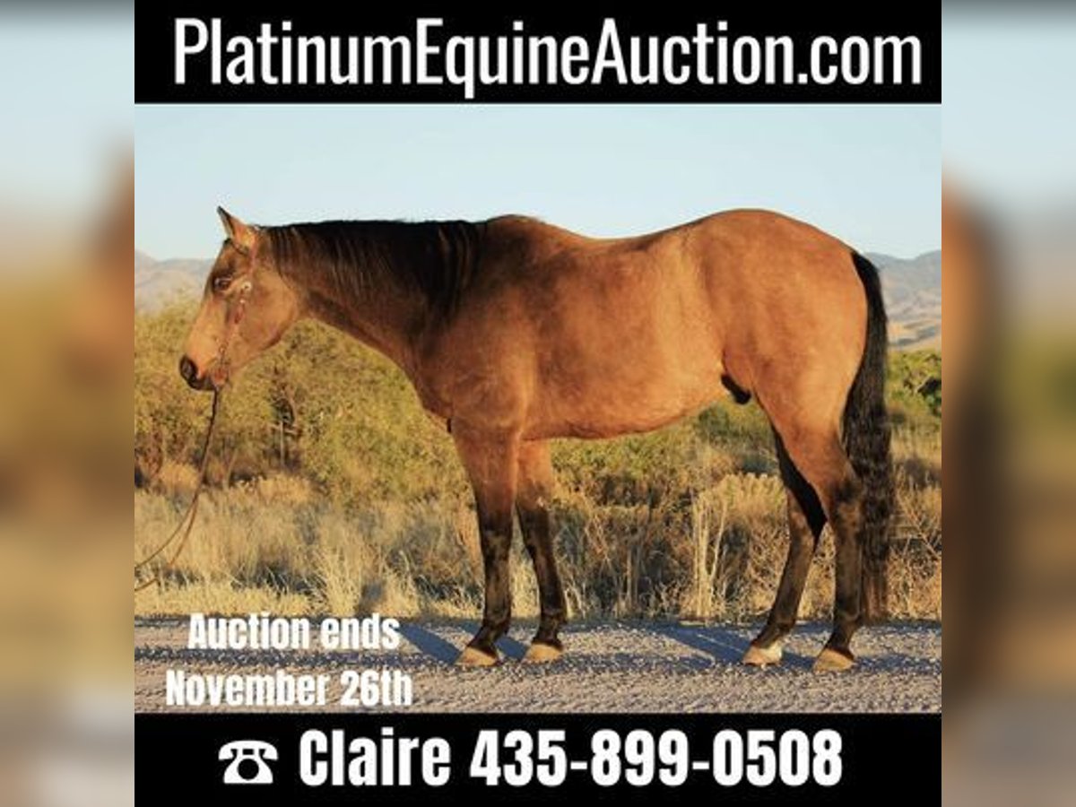 American Quarter Horse Wallach 13 Jahre 165 cm Buckskin in Benson, AZ