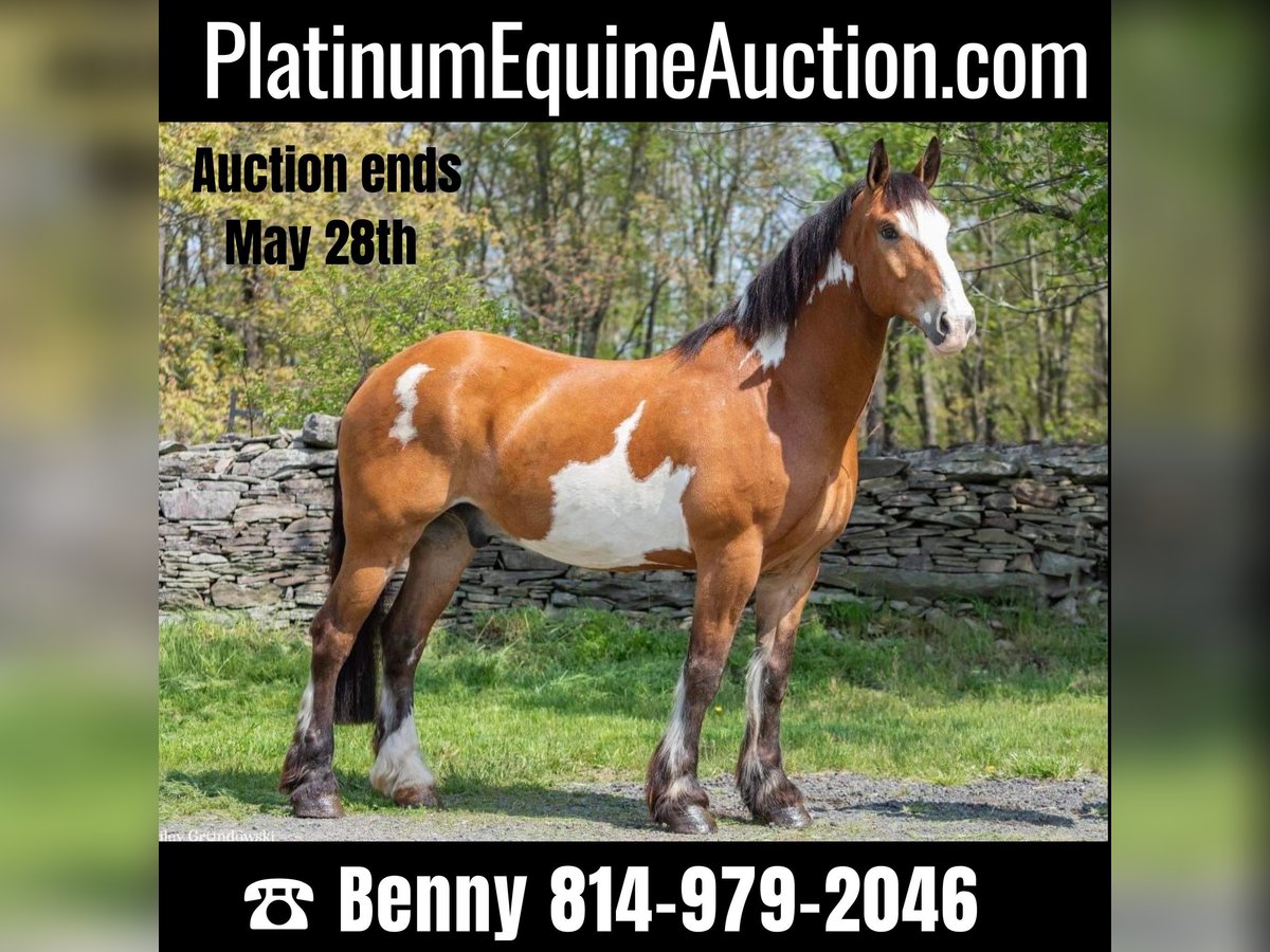 American Quarter Horse Wallach 13 Jahre 168 cm Overo-alle-Farben in Everett PA