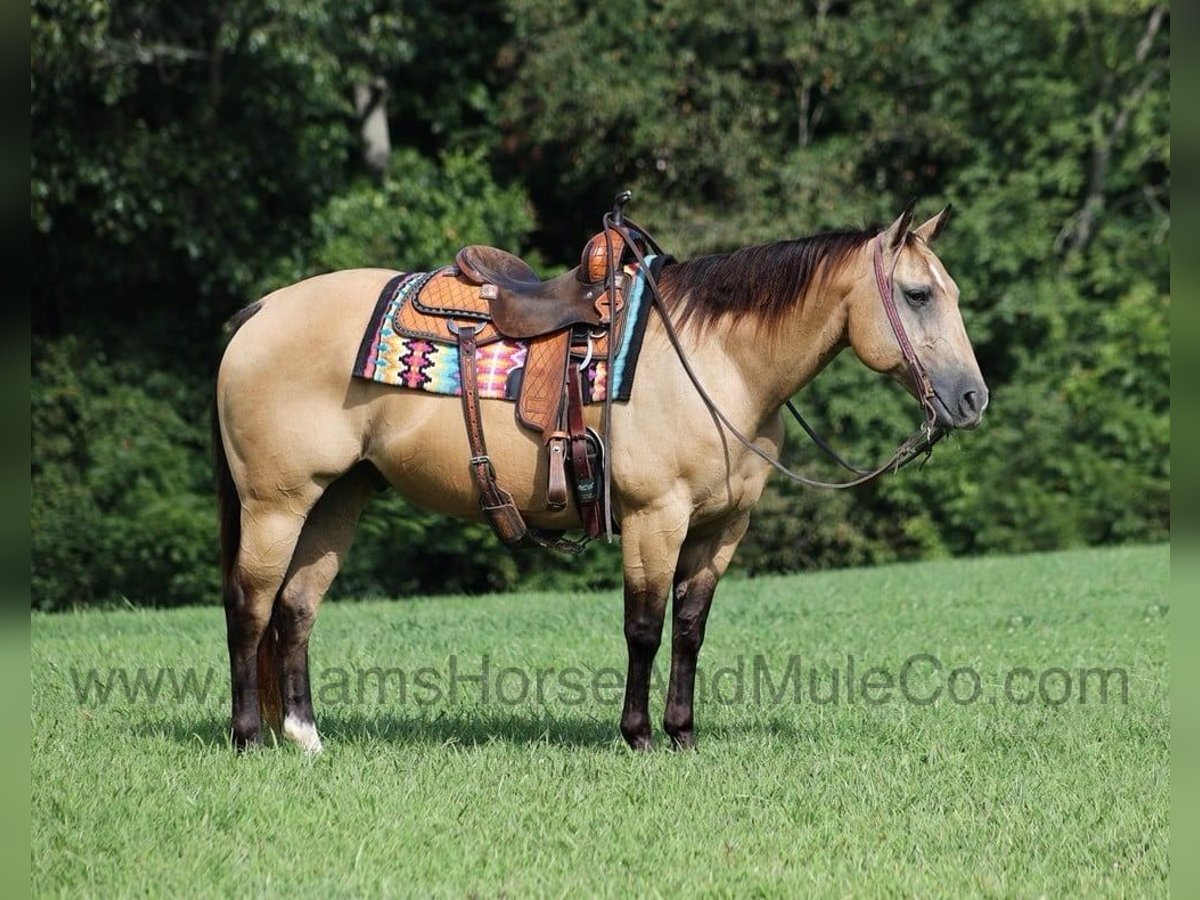 American Quarter Horse Wallach 13 Jahre Buckskin in Mount Vernon