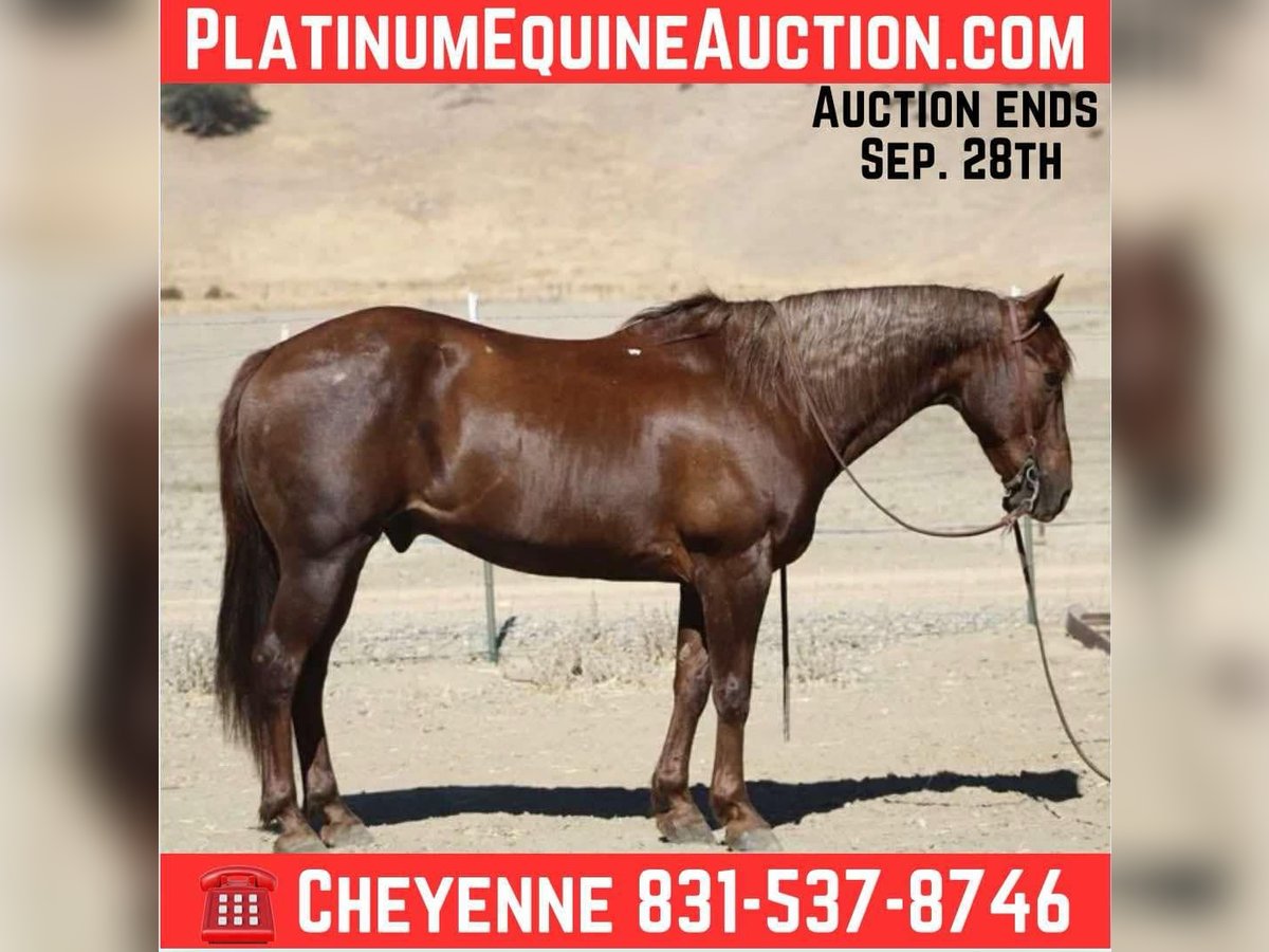 American Quarter Horse Wallach 13 Jahre Dunkelfuchs in Bitterwater CA