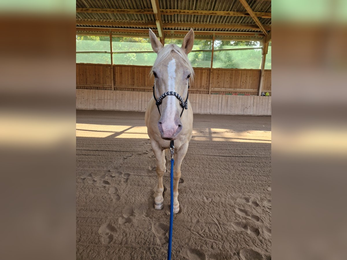 American Quarter Horse Mix Wallach 13 Jahre Palomino in Katzweiler