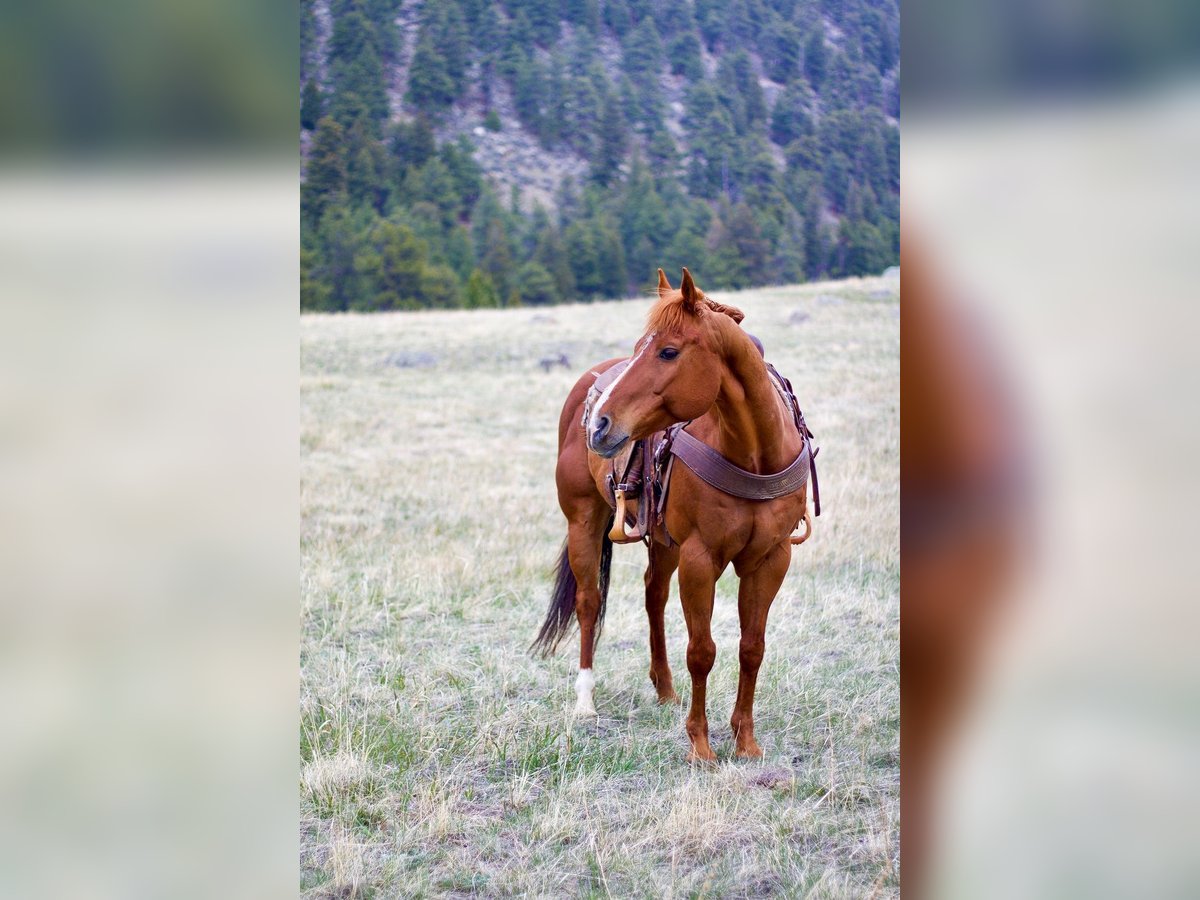 American Quarter Horse Wallach 13 Jahre Rotfuchs in Fort Collins, CO