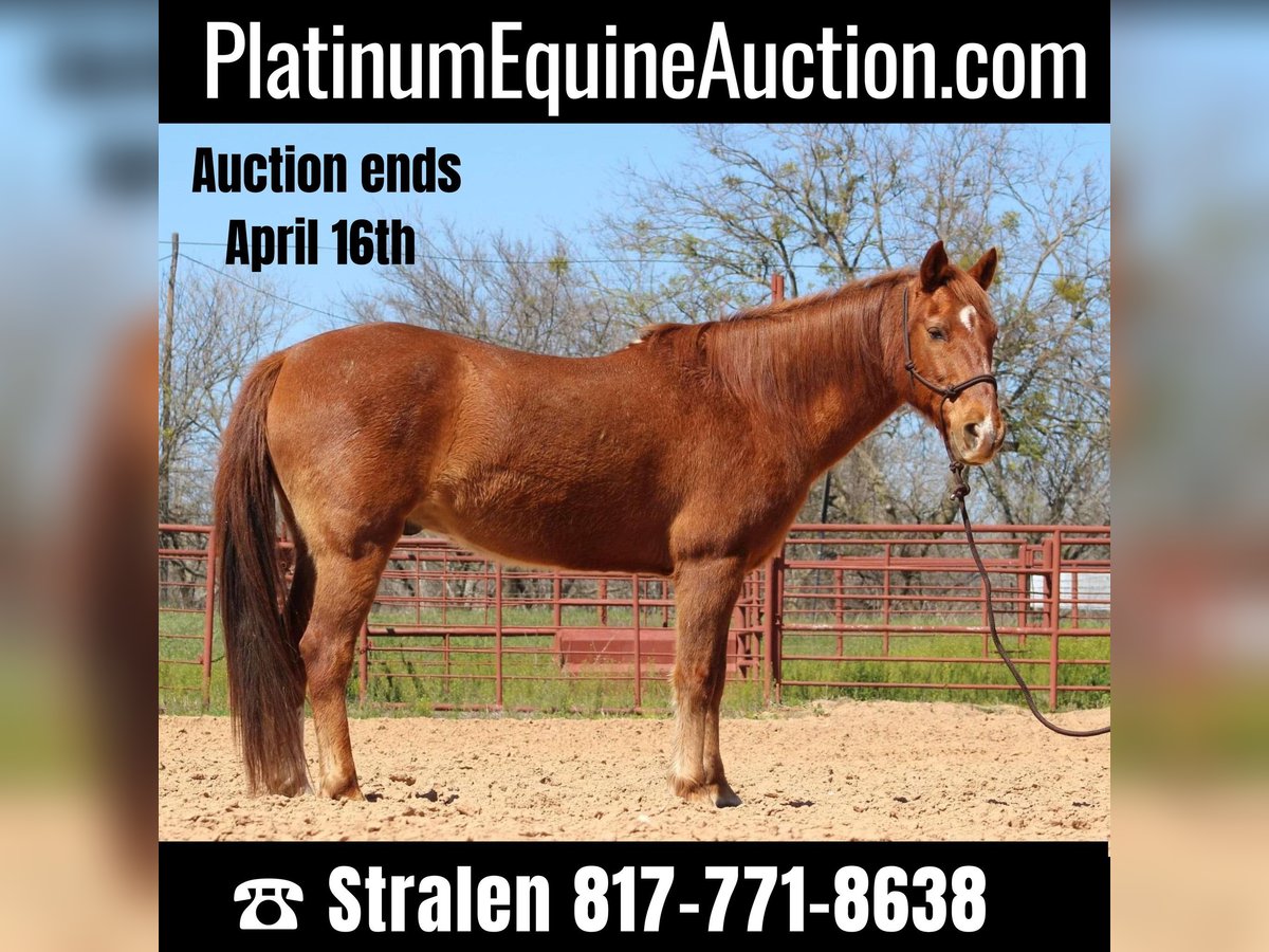 American Quarter Horse Wallach 14 Jahre 137 cm Rotfuchs in Brownwood TX