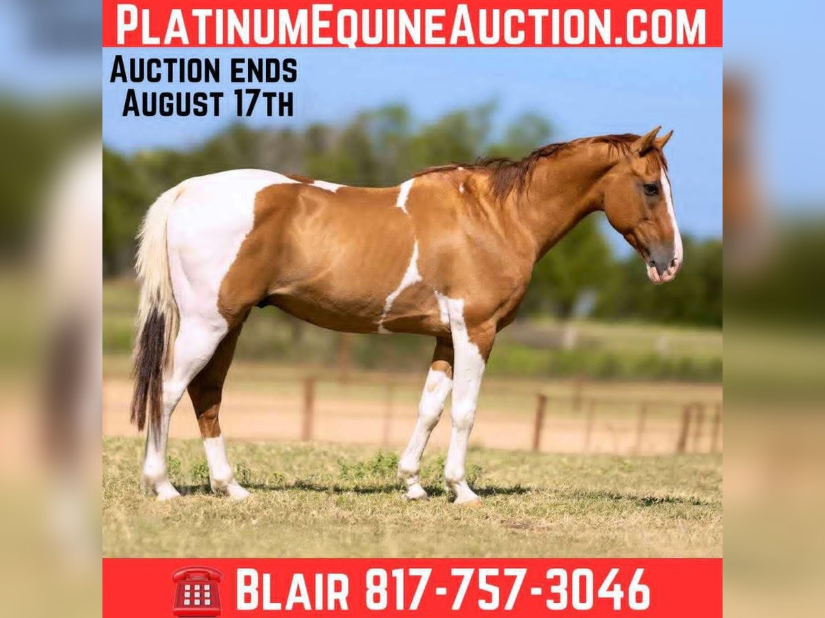 American Quarter Horse Wallach 14 Jahre 145 cm Tobiano-alle-Farben in Weatherford TX