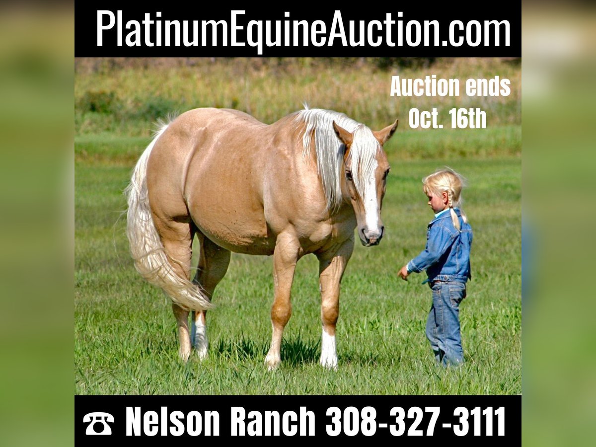 American Quarter Horse Wallach 14 Jahre 147 cm Palomino in Rushville, NE