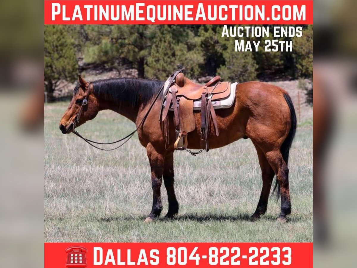 American Quarter Horse Wallach 14 Jahre 147 cm Rotbrauner in Camp Verde AZ