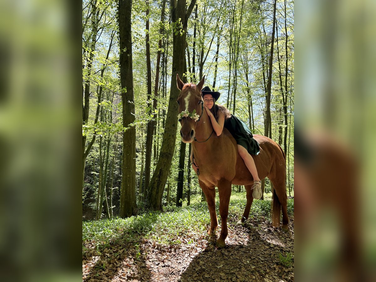 American Quarter Horse Wallach 14 Jahre 150 cm Red Dun in Oberhaag