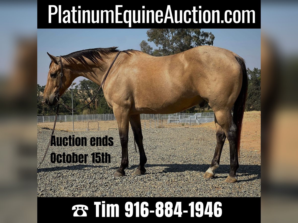 American Quarter Horse Wallach 14 Jahre 152 cm Buckskin in LINCOLN, CA