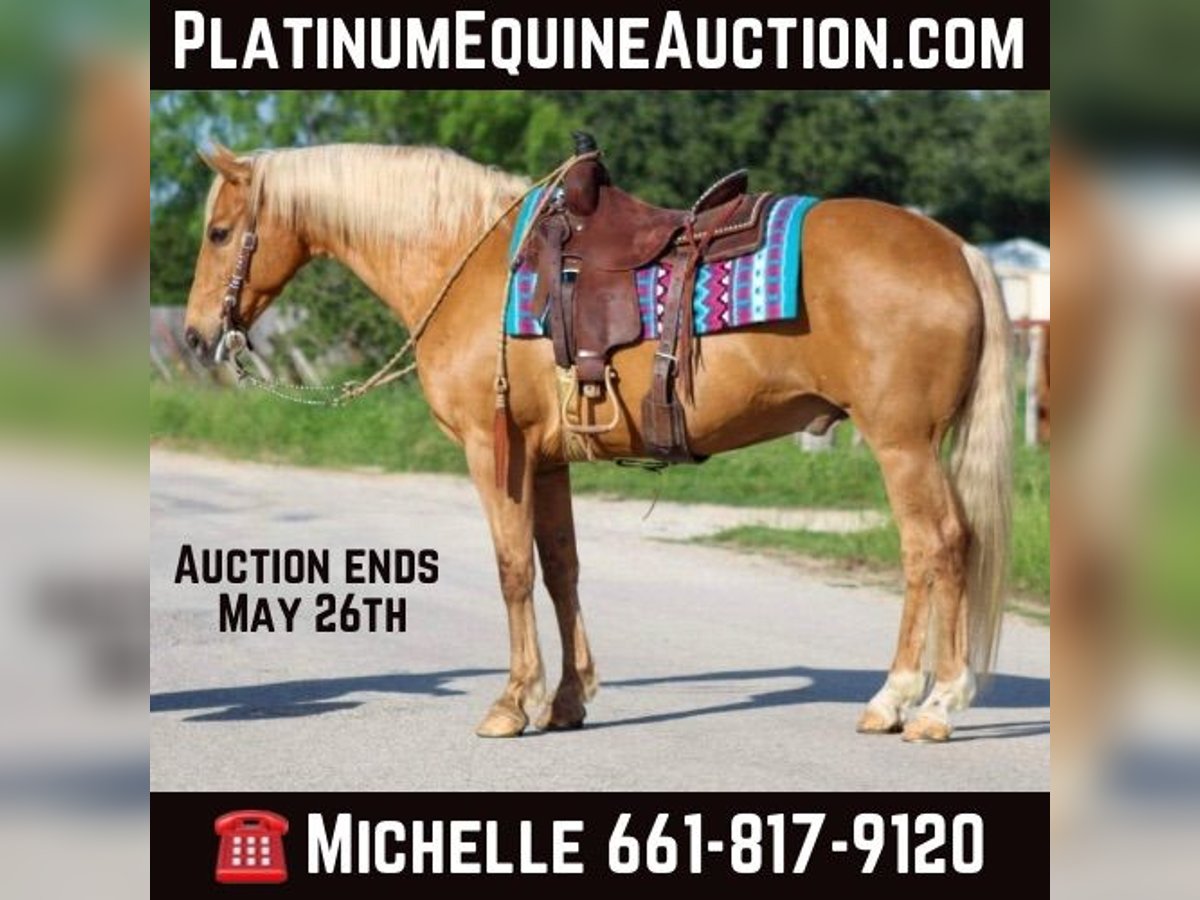 American Quarter Horse Wallach 14 Jahre 152 cm Palomino in Stephenville TX