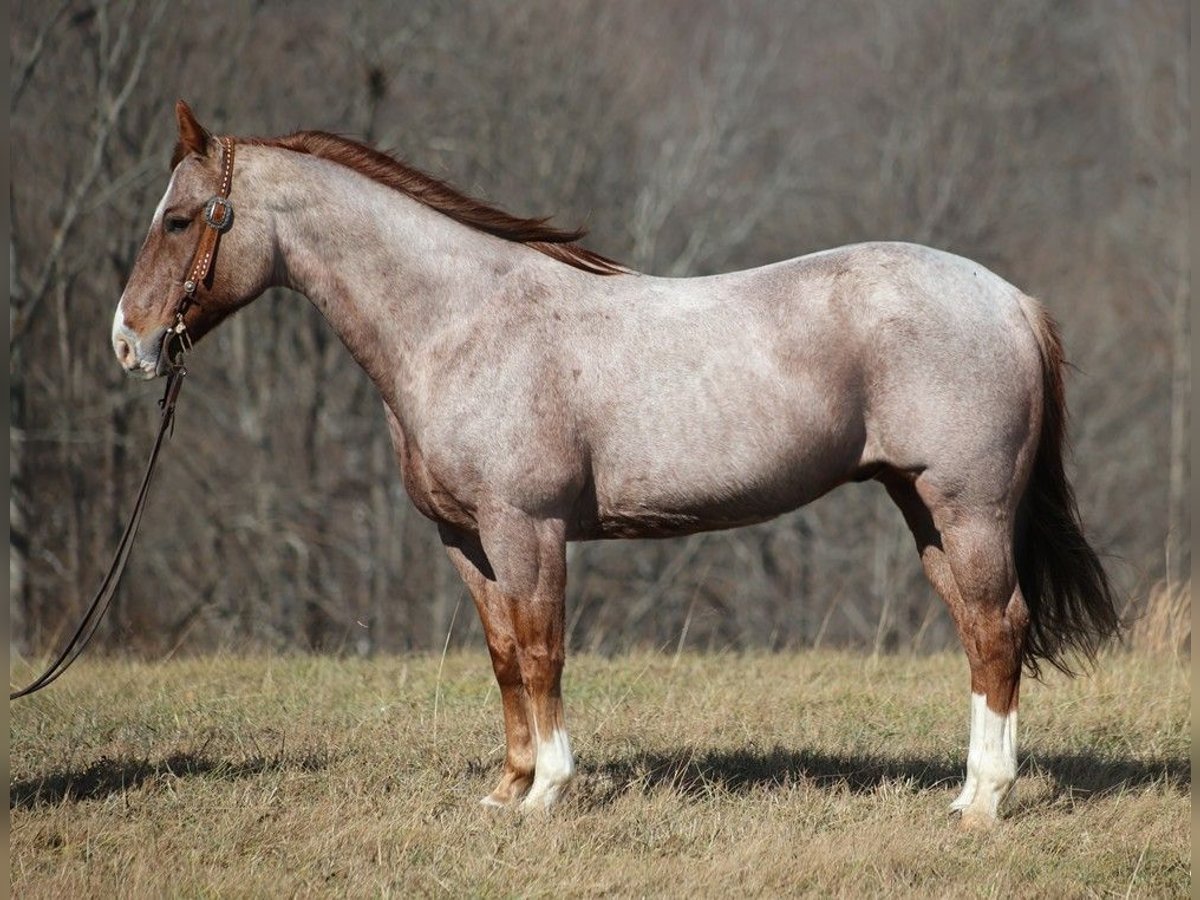 American Quarter Horse Wallach 14 Jahre 152 cm Roan-Red in Mount vernon KY