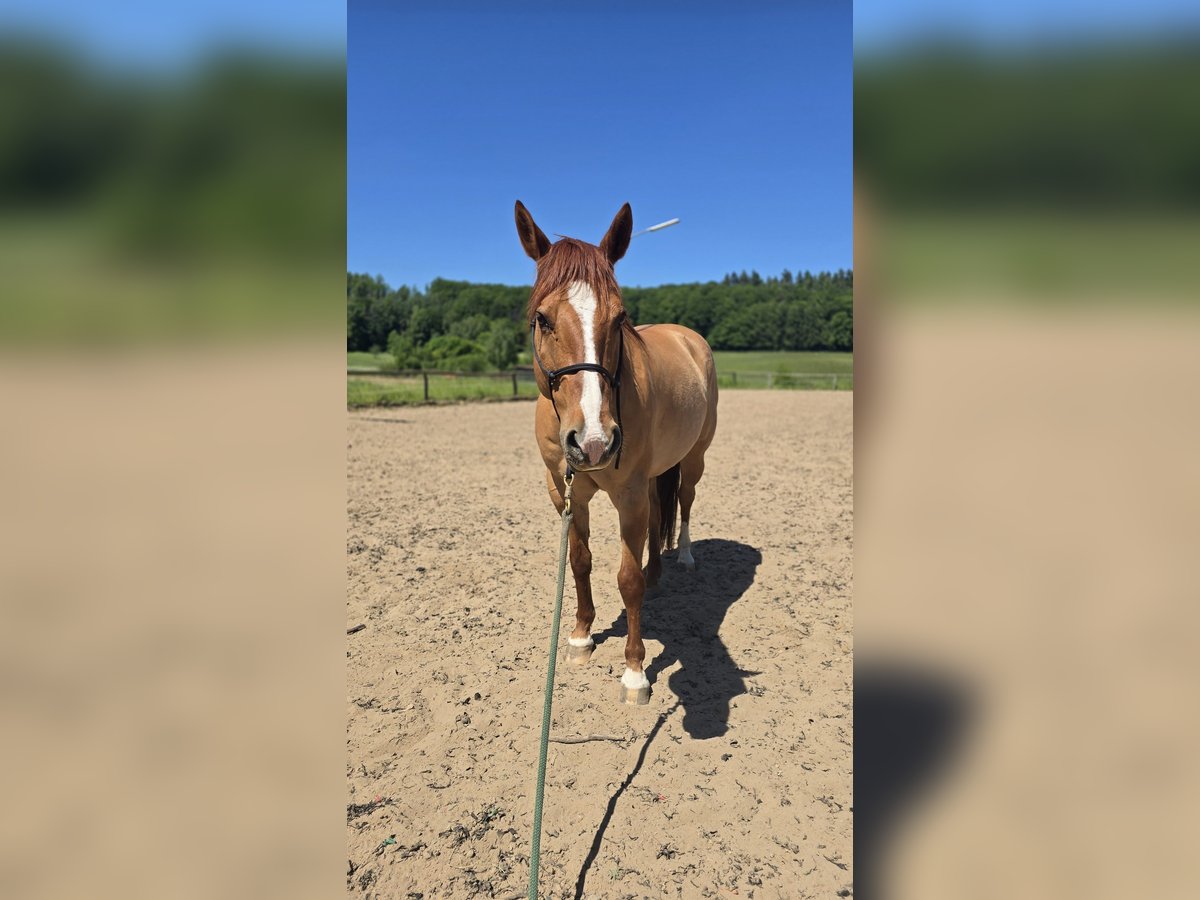 American Quarter Horse Wallach 14 Jahre 153 cm Red Dun in Modautal