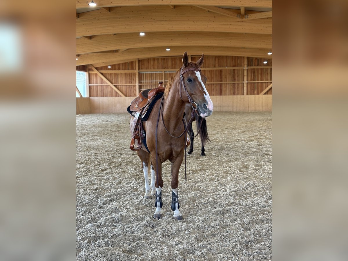 American Quarter Horse Wallach 14 Jahre 155 cm Fuchs in Horn
