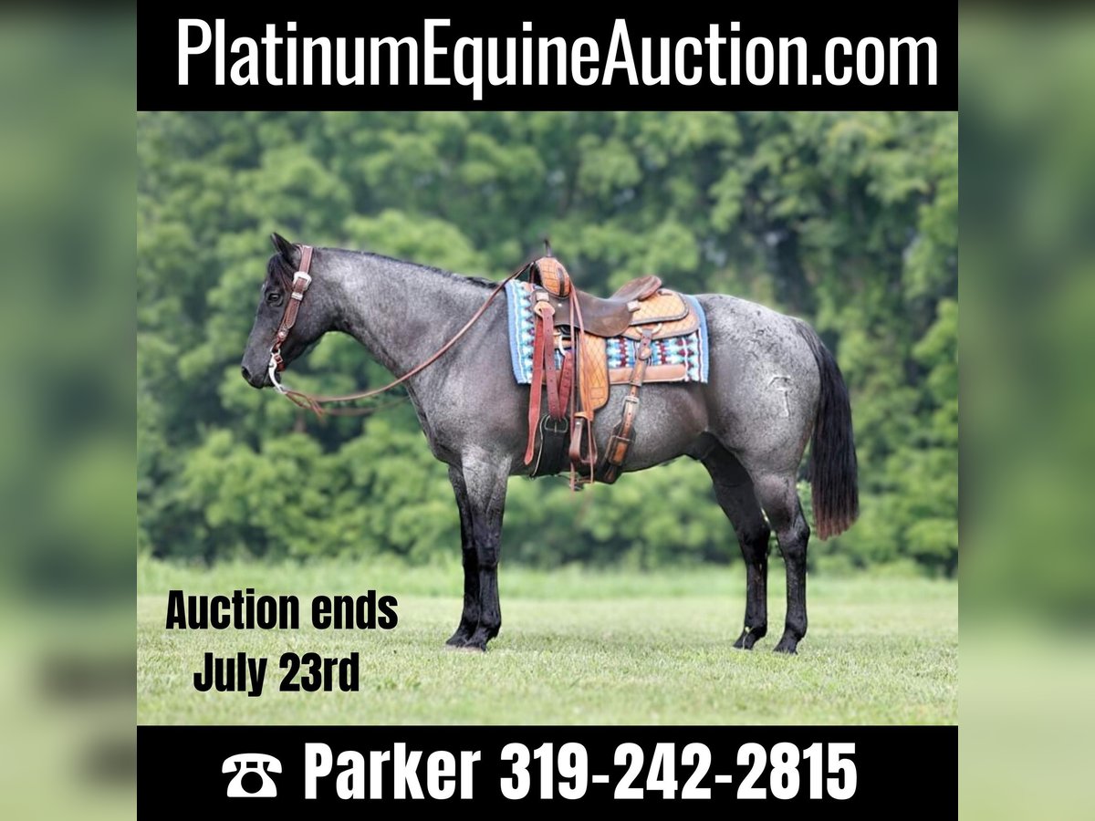 American Quarter Horse Wallach 14 Jahre 155 cm Roan-Blue in sOMERSET ky