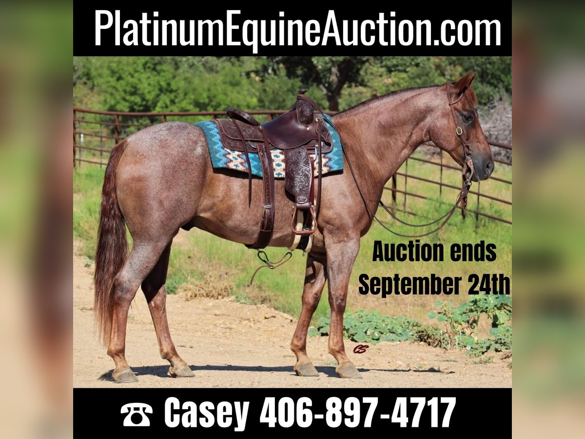 American Quarter Horse Wallach 14 Jahre 155 cm Roan-Red in Graham TX