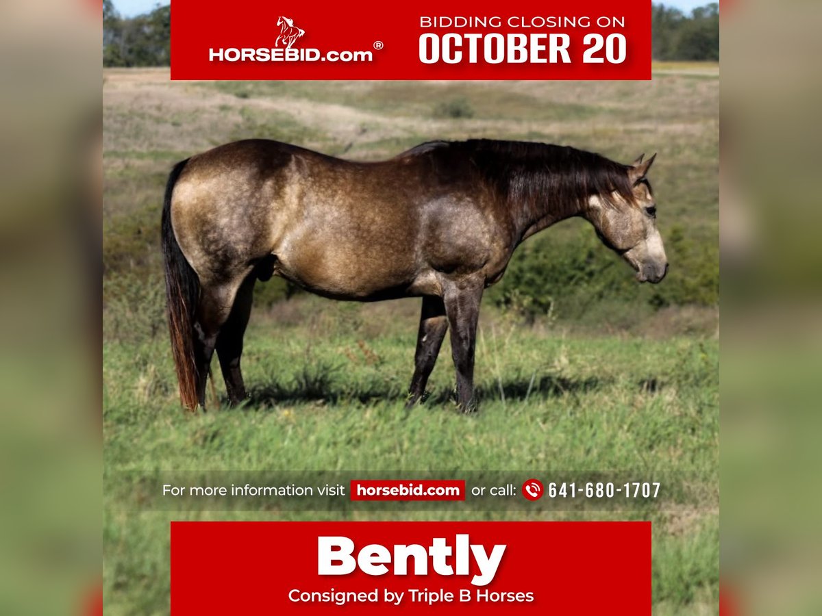 American Quarter Horse Wallach 14 Jahre 157 cm Buckskin in Plano