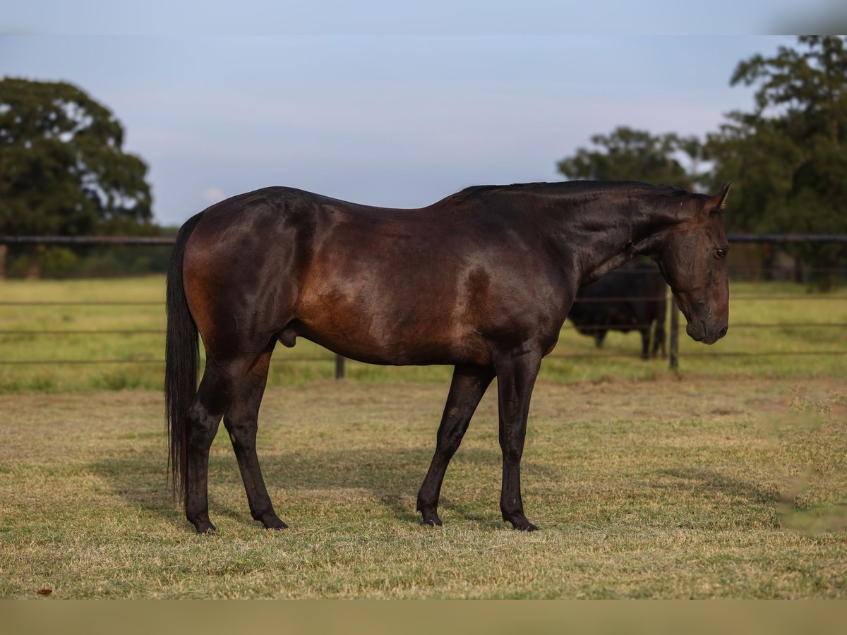 American Quarter Horse Wallach 14 Jahre 157 cm Rappe in Canton