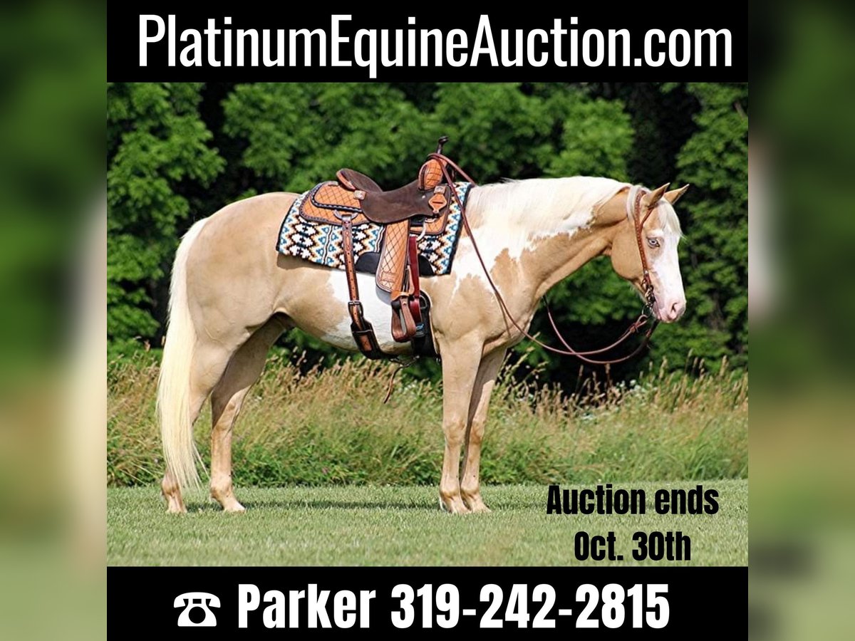 American Quarter Horse Wallach 14 Jahre 160 cm Palomino in Brodhead KY