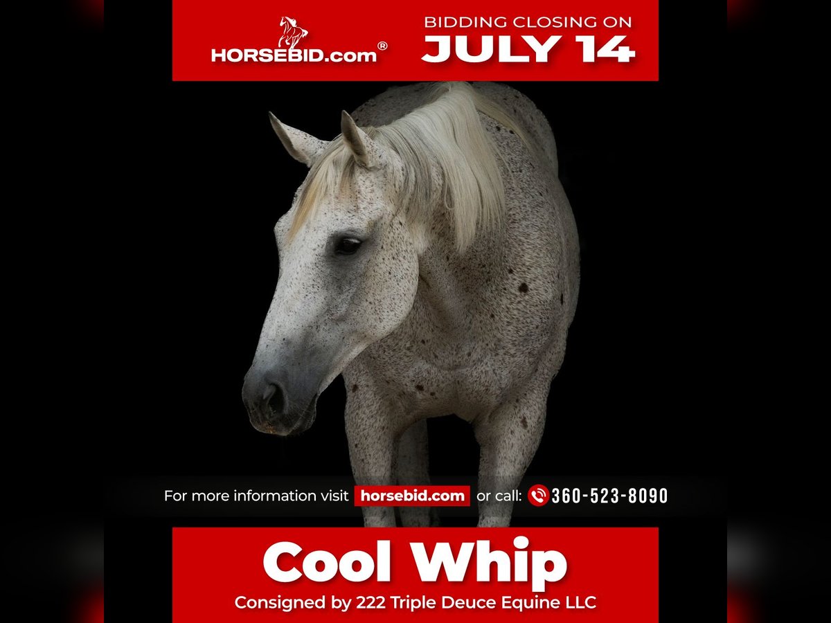 American Quarter Horse Wallach 14 Jahre 160 cm Schimmel in Cisco, TX