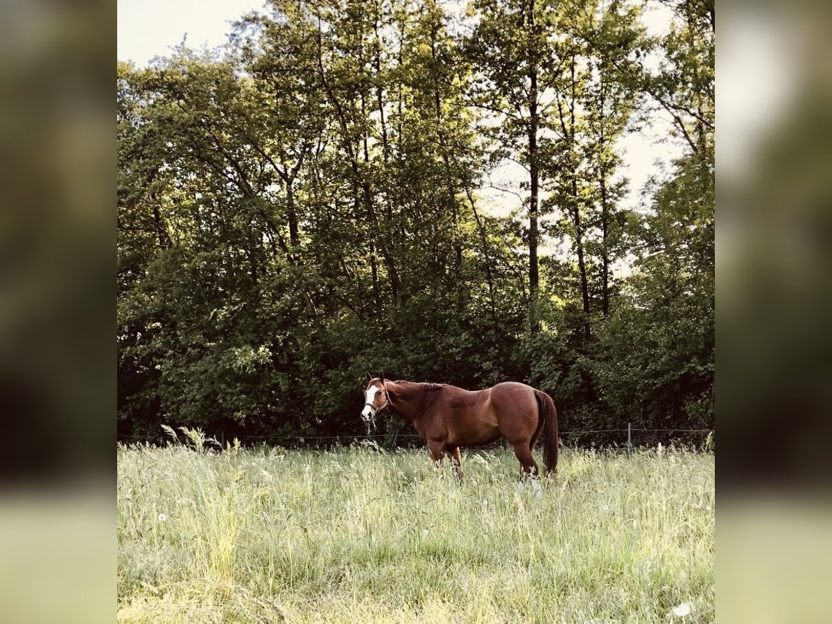 American Quarter Horse Wallach 14 Jahre 163 cm Fuchs in Balen