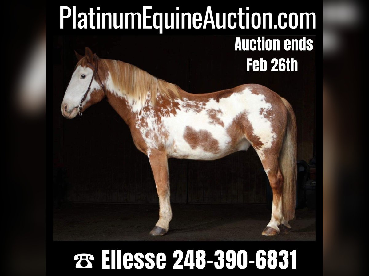 American Quarter Horse Wallach 14 Jahre 168 cm Overo-alle-Farben in Highland MI
