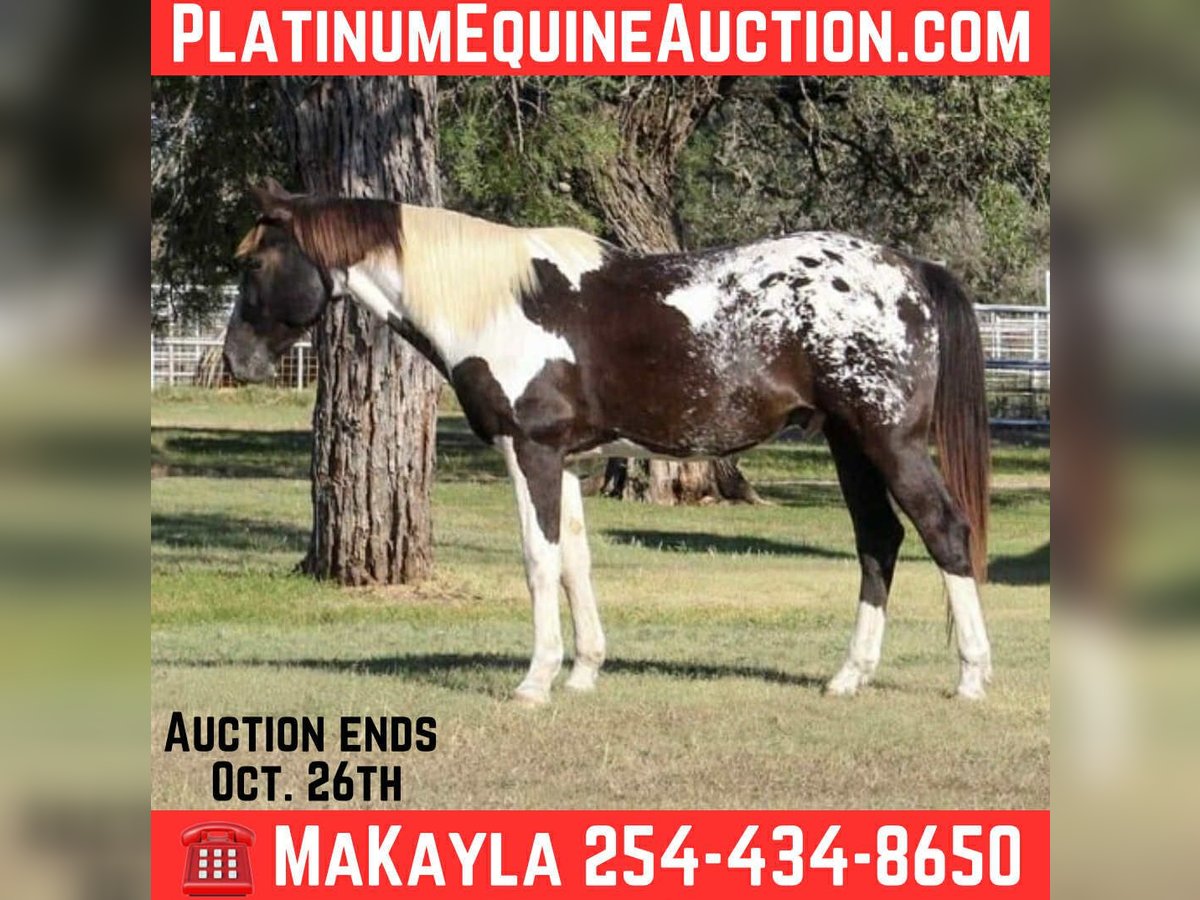 American Quarter Horse Wallach 14 Jahre Tobiano-alle-Farben in Stephenville TX