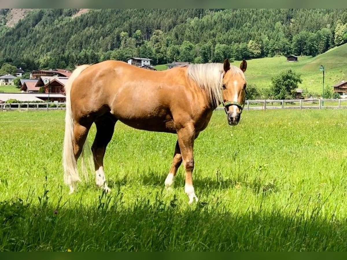 American Quarter Horse Wallach 15 Jahre 144 cm Palomino in Alpbach American Quarter Horse Wallach 15 Jahre 144 cm Palomino in Alpbach