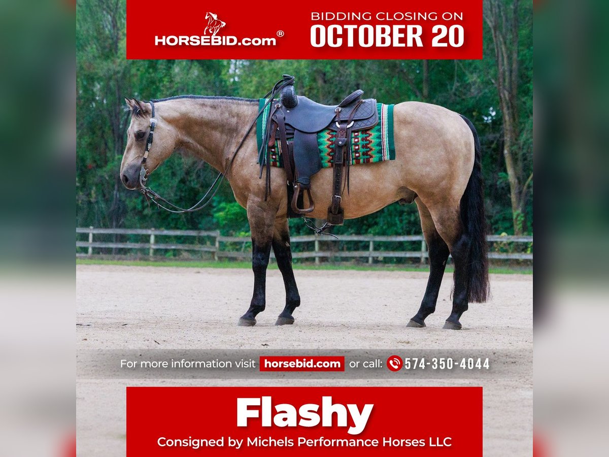 American Quarter Horse Wallach 15 Jahre 150 cm Buckskin in Cottage Grove, MN