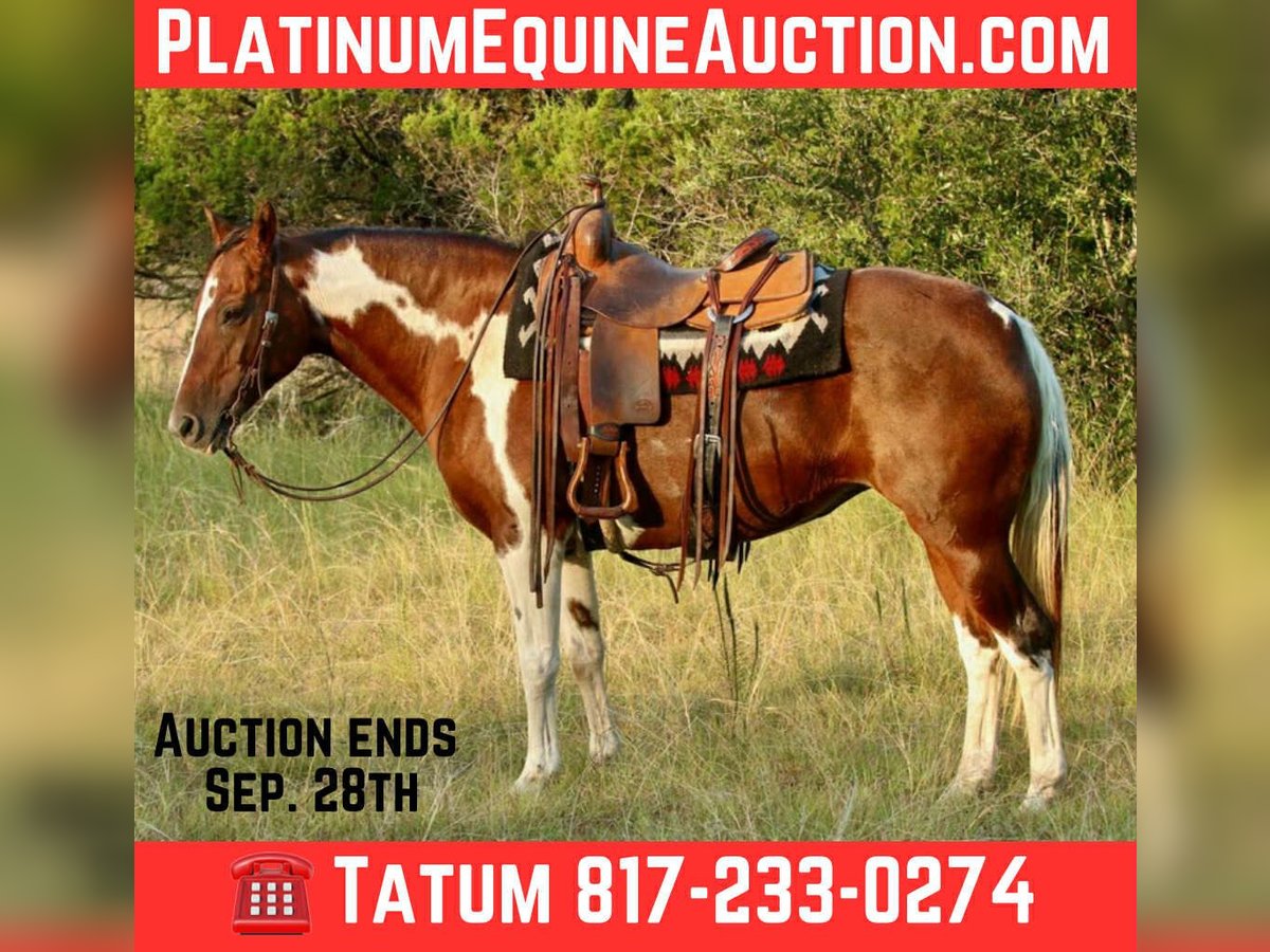 American Quarter Horse Wallach 15 Jahre 150 cm Dunkelfuchs in Lipan TX