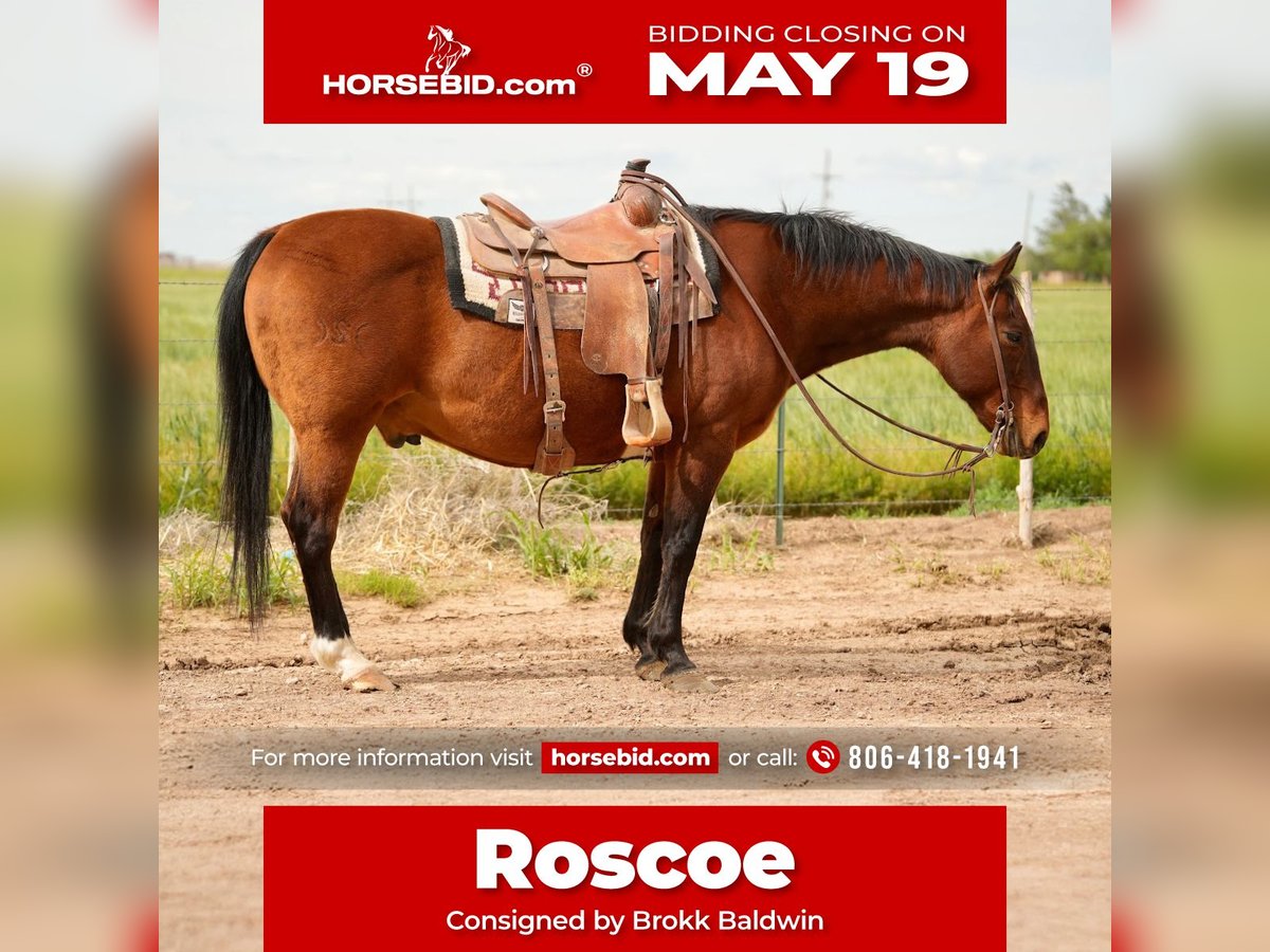 American Quarter Horse Wallach 15 Jahre 150 cm Rotbrauner in Amarillo, TX