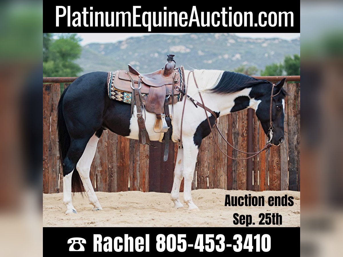 American Quarter Horse Wallach 15 Jahre 152 cm in Murietta  CA