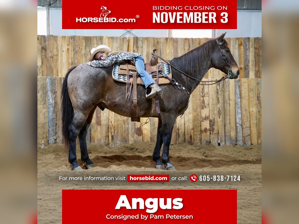 American Quarter Horse Wallach 15 Jahre 152 cm Roan-Bay in Corsica, SD American Quarter Horse Wallach 15 Jahre 152 cm Roan-Bay in Corsica, SD