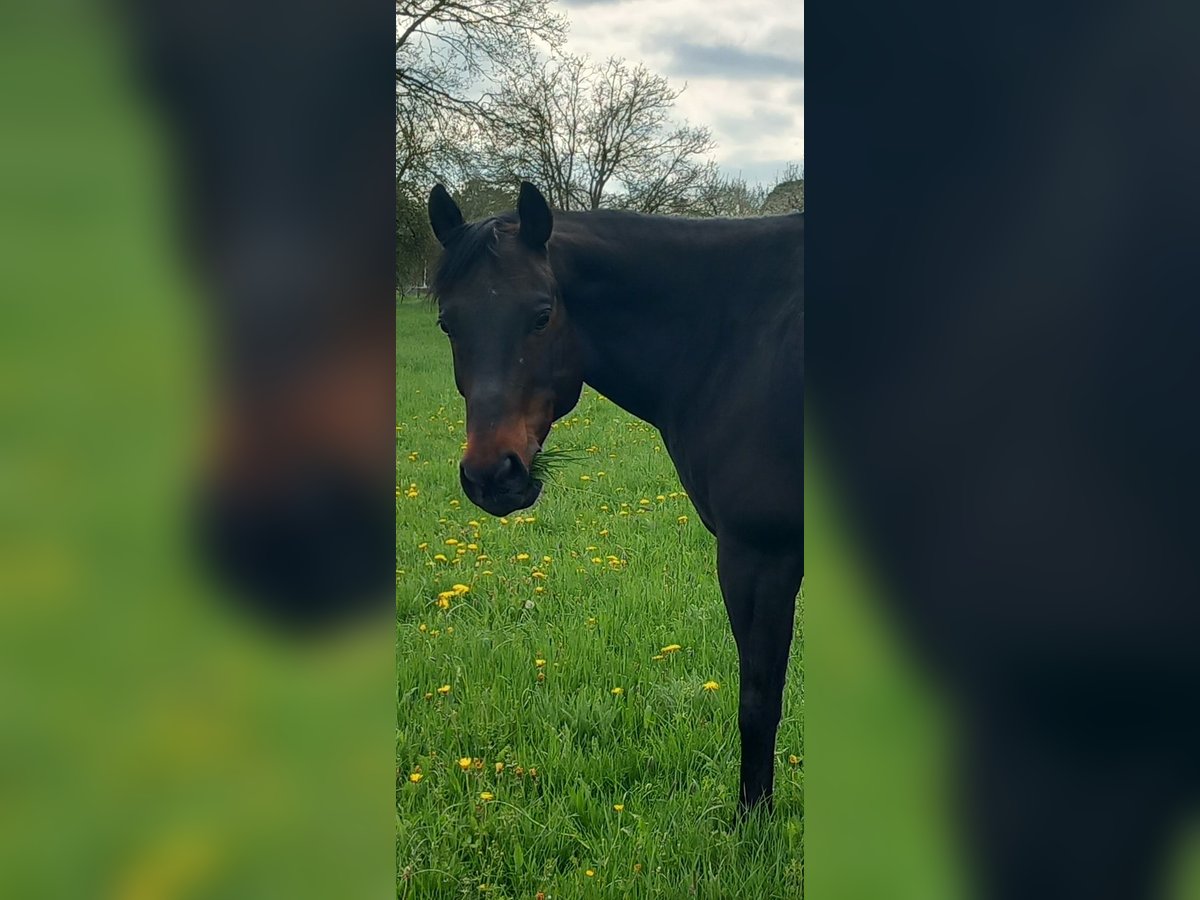 American Quarter Horse Wallach 15 Jahre 152 cm Schwarzbrauner in Sch&#xF6;naich
