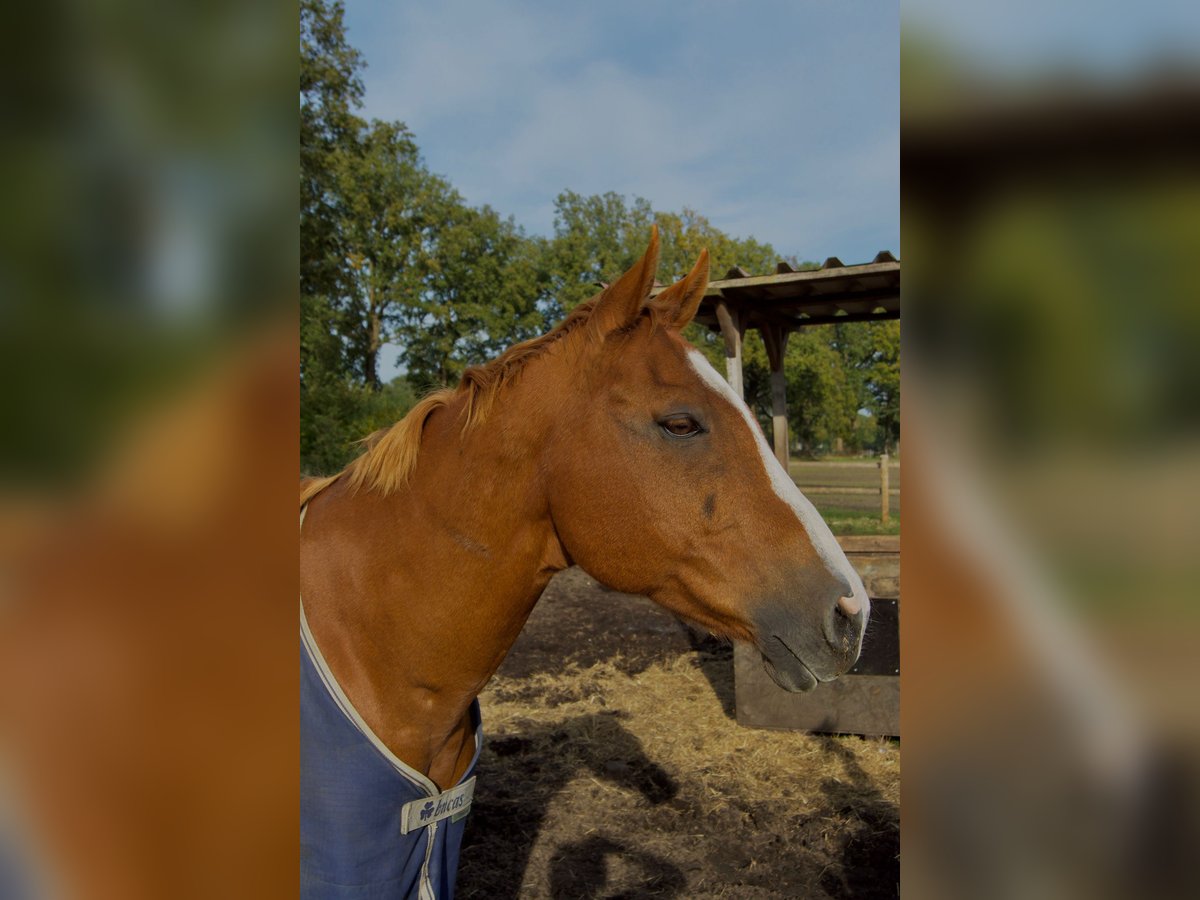 American Quarter Horse Wallach 15 Jahre 155 cm Fuchs in Hamburg Osdorf American Quarter Horse Wallach 15 Jahre 155 cm Fuchs in Hamburg Osdorf