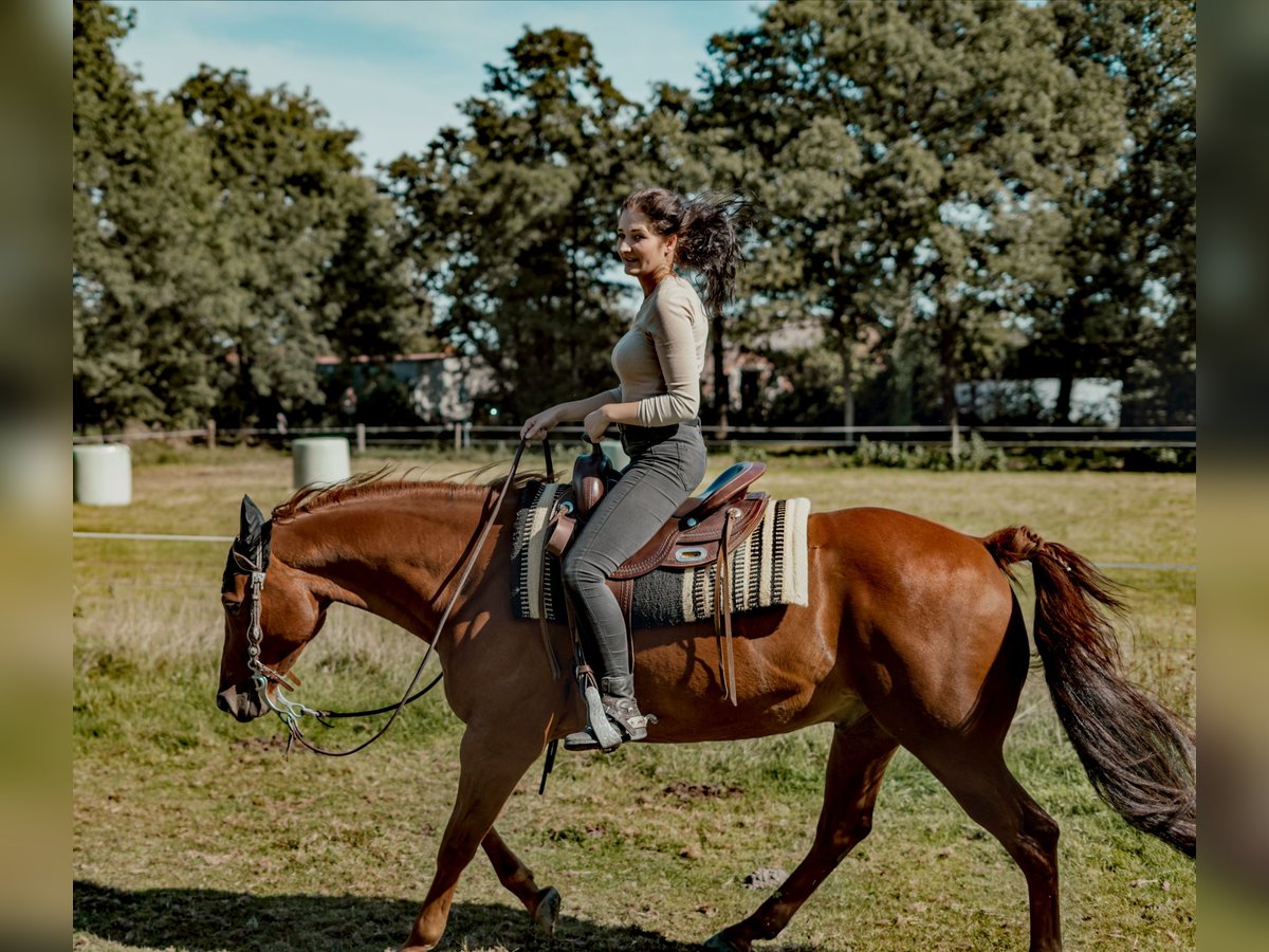 American Quarter Horse Wallach 15 Jahre 155 cm Fuchs in Detern