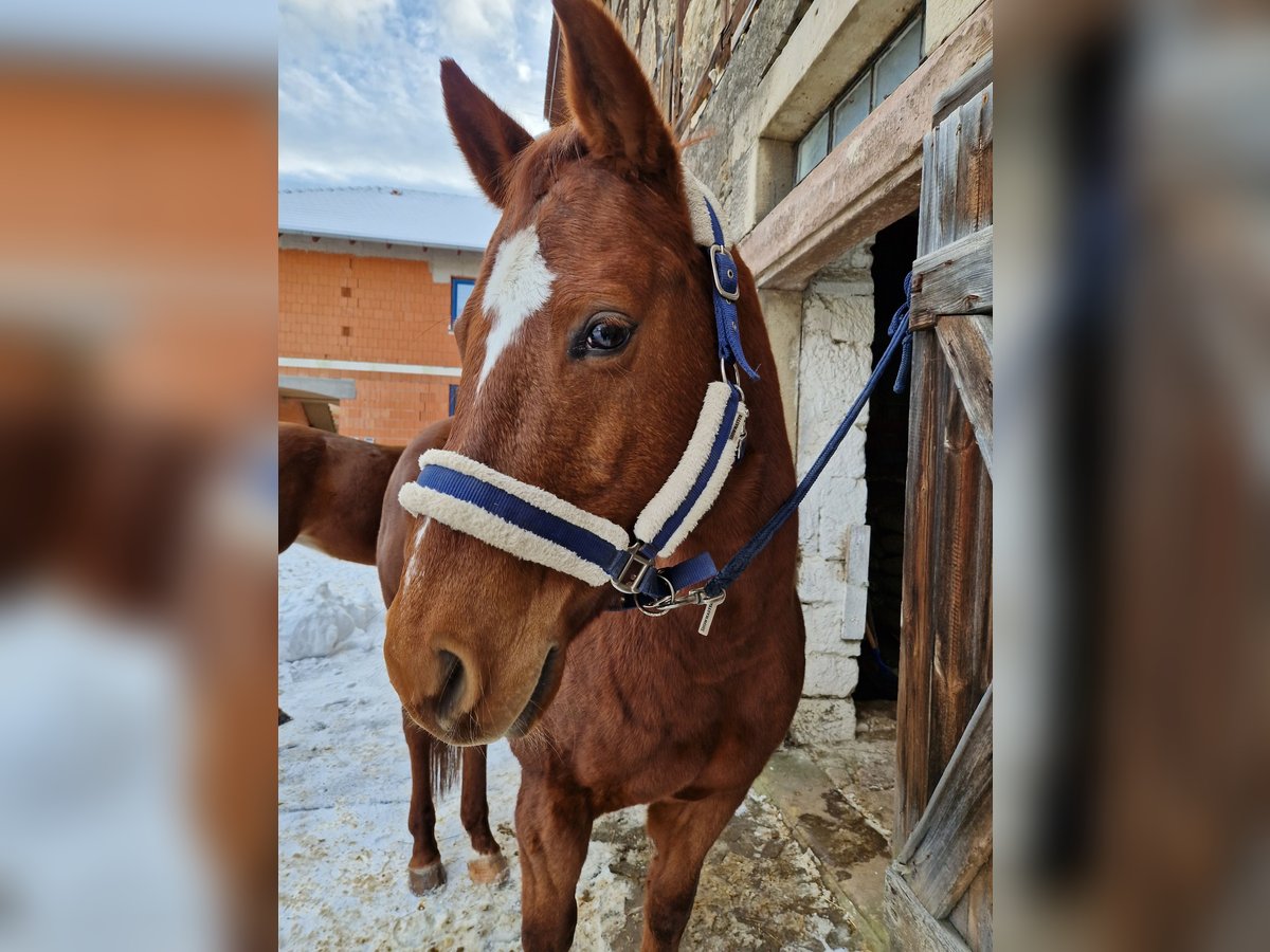 American Quarter Horse Wallach 15 Jahre 155 cm Fuchs in Stadtilm