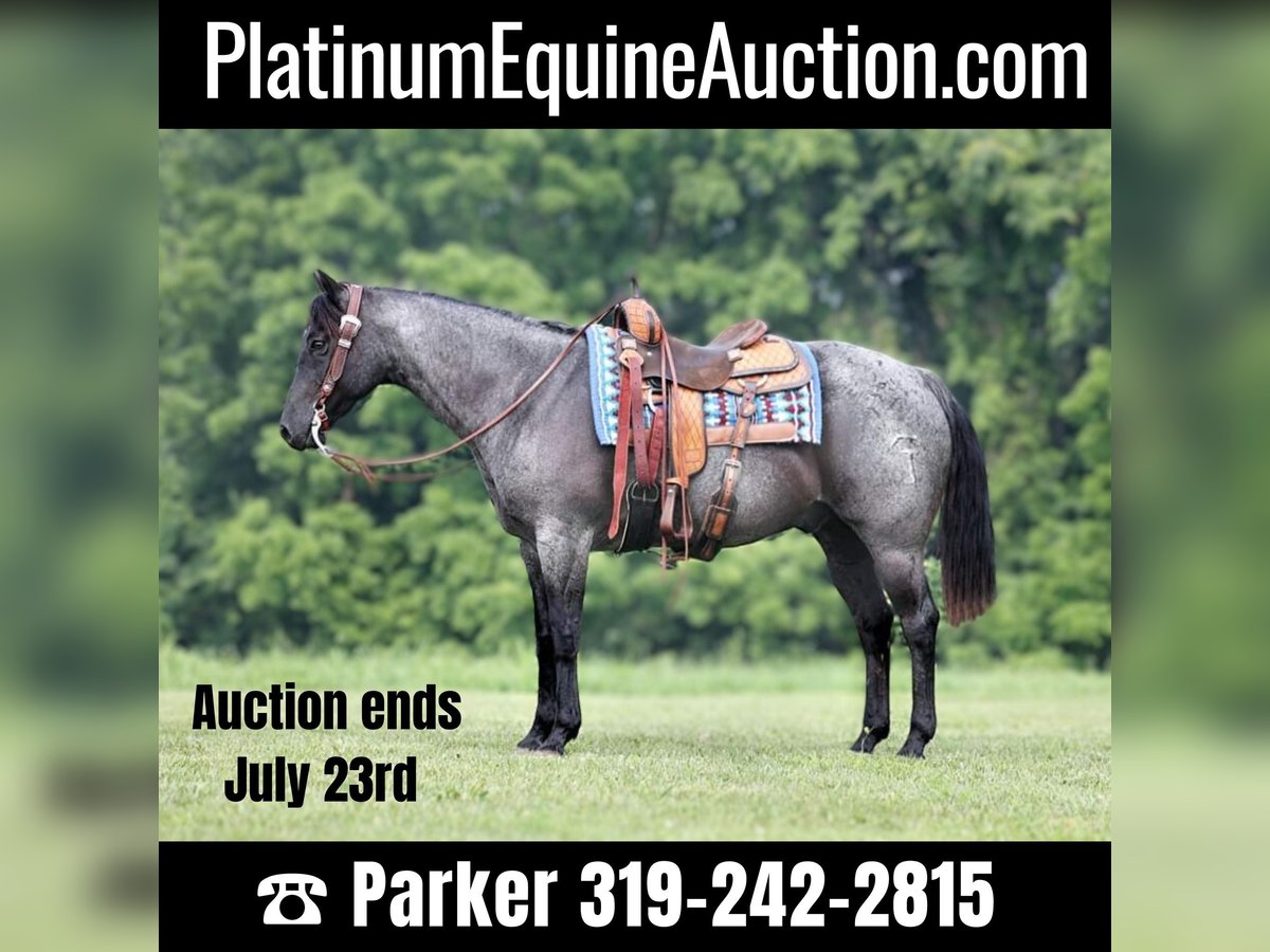 American Quarter Horse Wallach 15 Jahre 155 cm Roan-Blue in sOMERSET ky