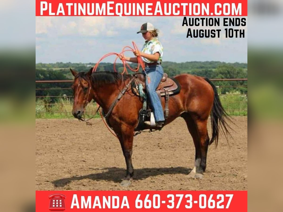 American Quarter Horse Wallach 15 Jahre 155 cm Rotbrauner in Princeton, MO
