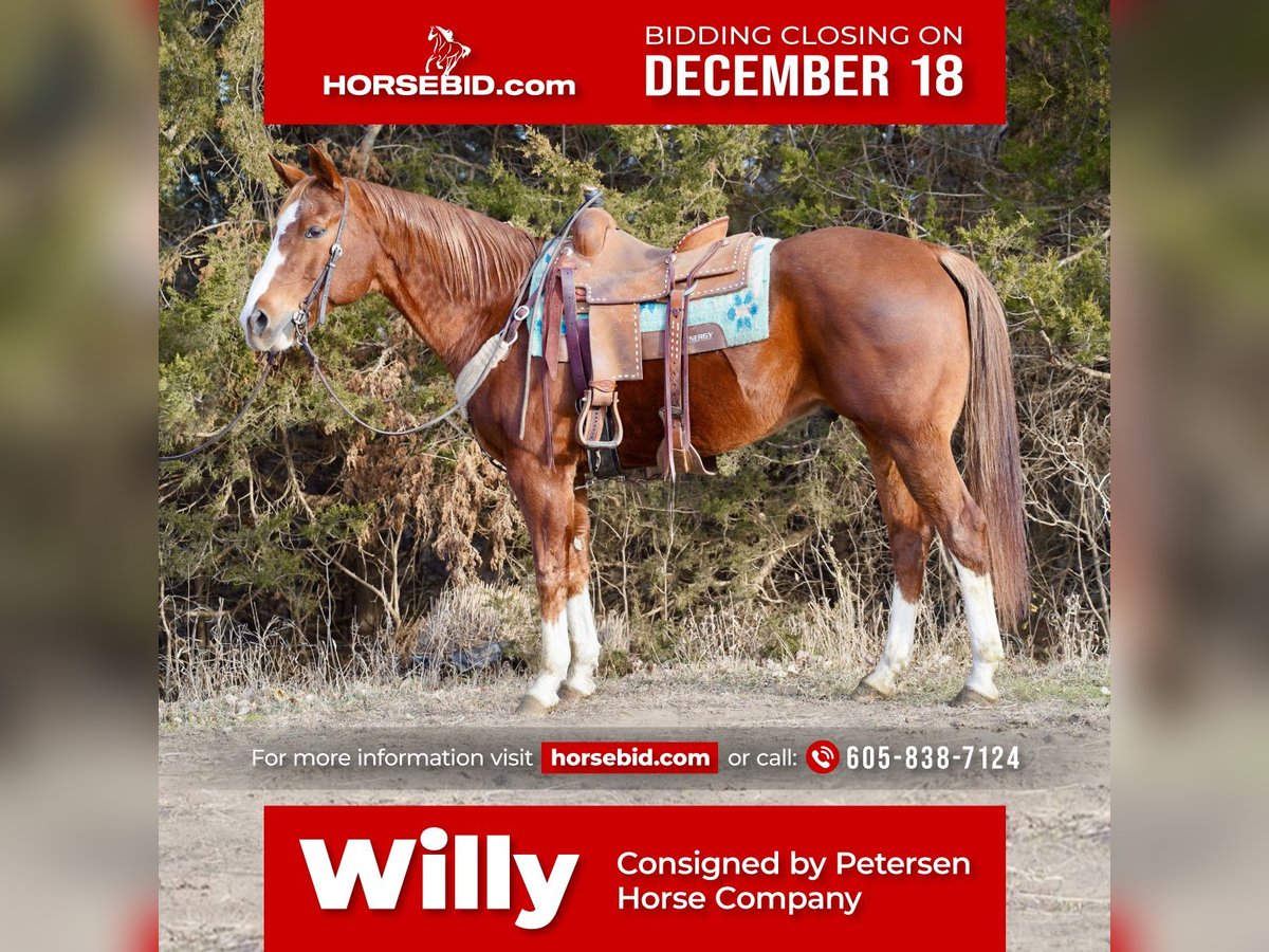 American Quarter Horse Wallach 15 Jahre 157 cm Rotfuchs in Valley Springs